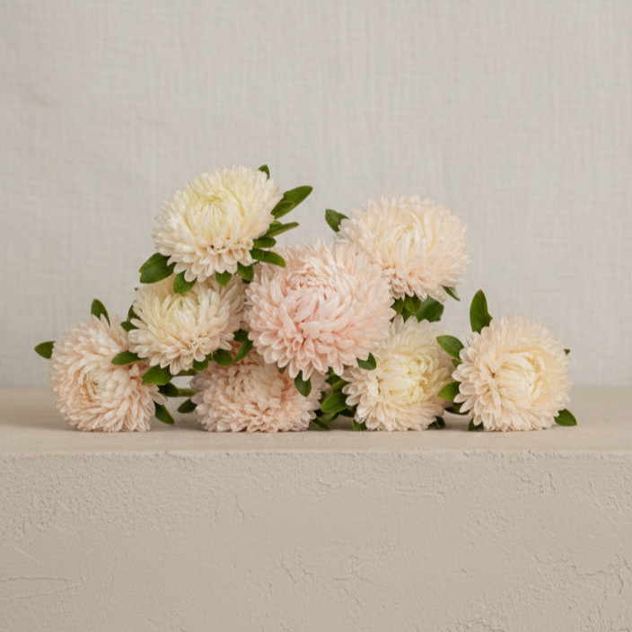 Aster 'Chrisantella Lotos Flower'