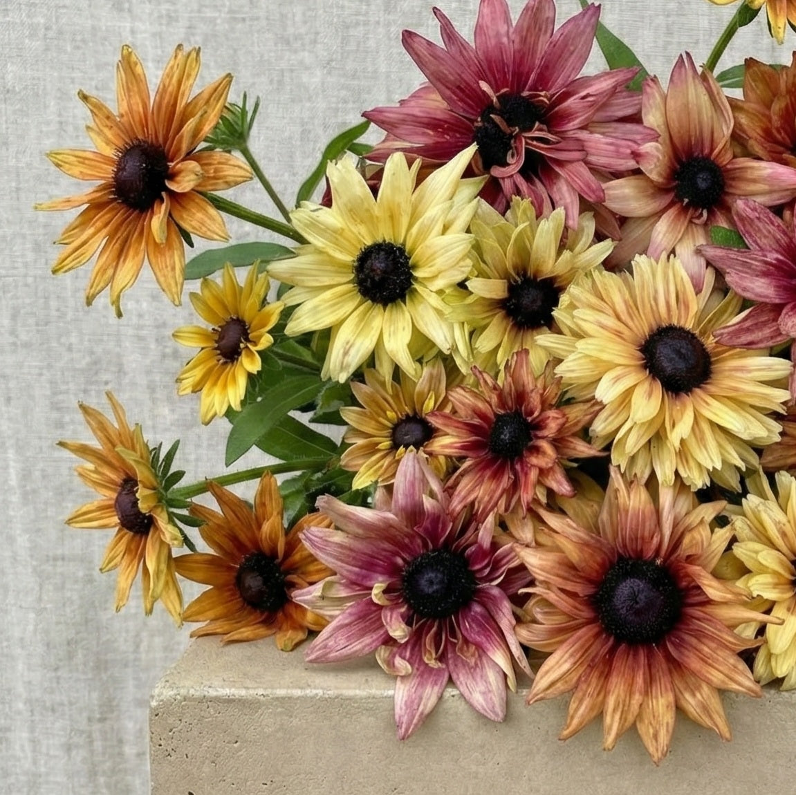 Sommarrudbeckia 'Sahara'