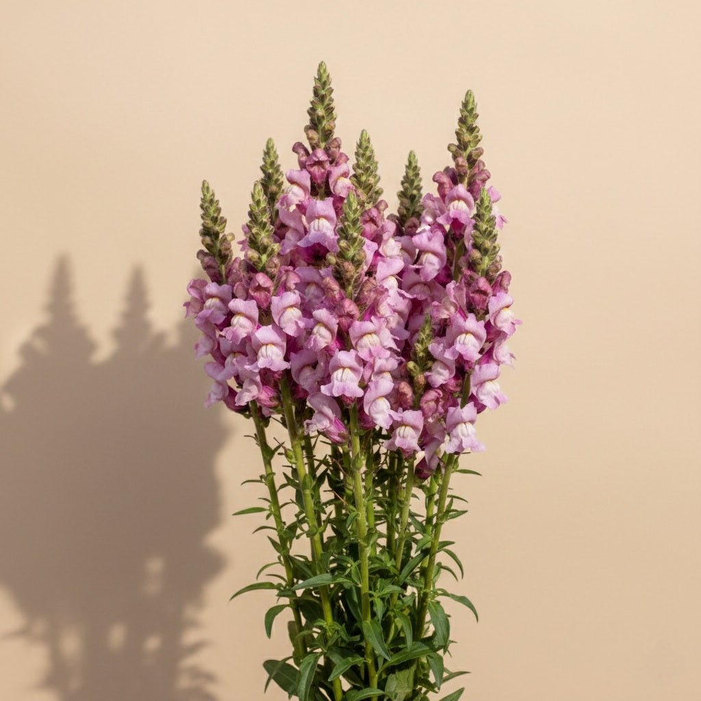 Lejongap 'Potomac Lavender' – Fröer för snittblomsodling