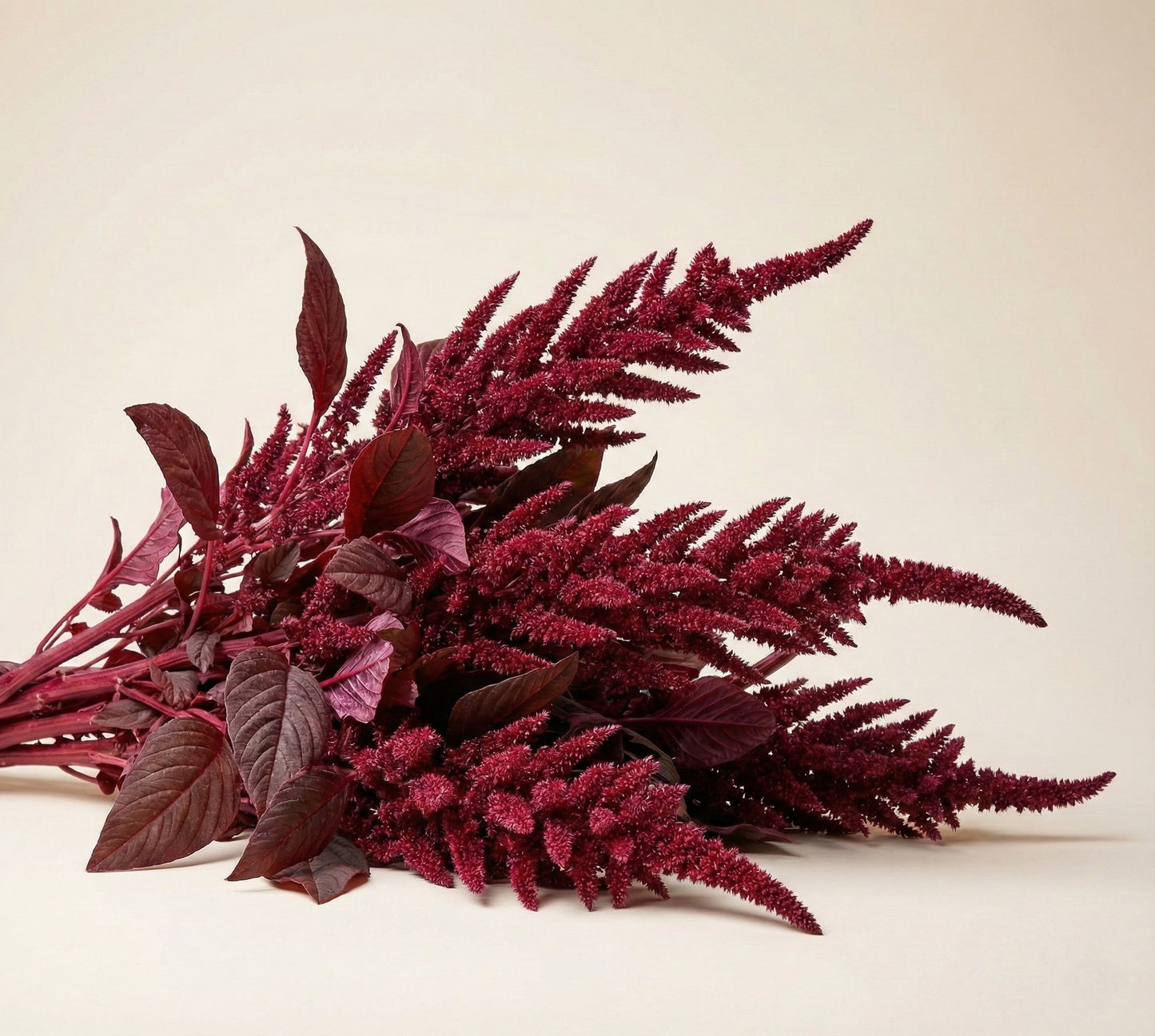 Amarant 'Velvet Curtains'