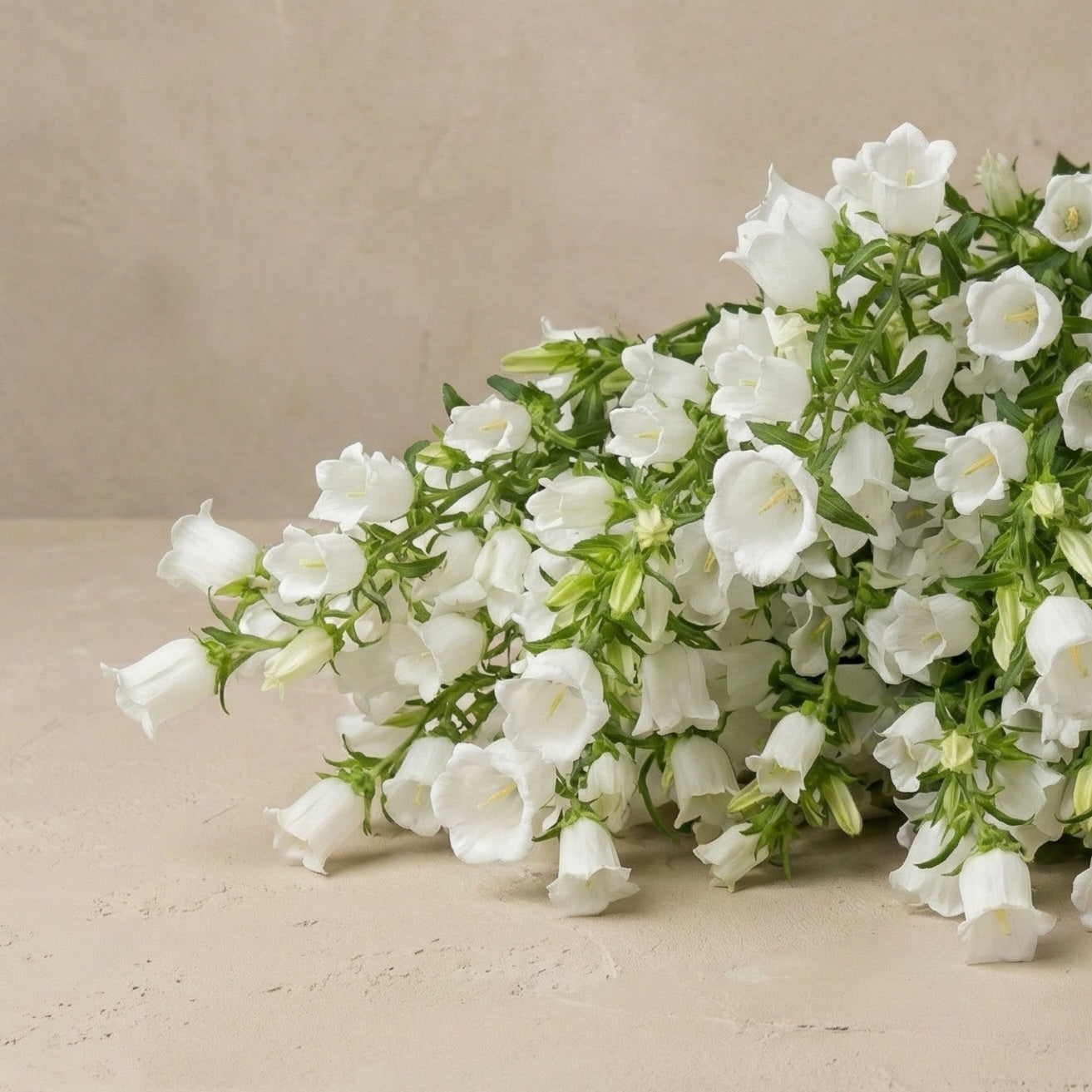 Mariaklocka 'White Single'