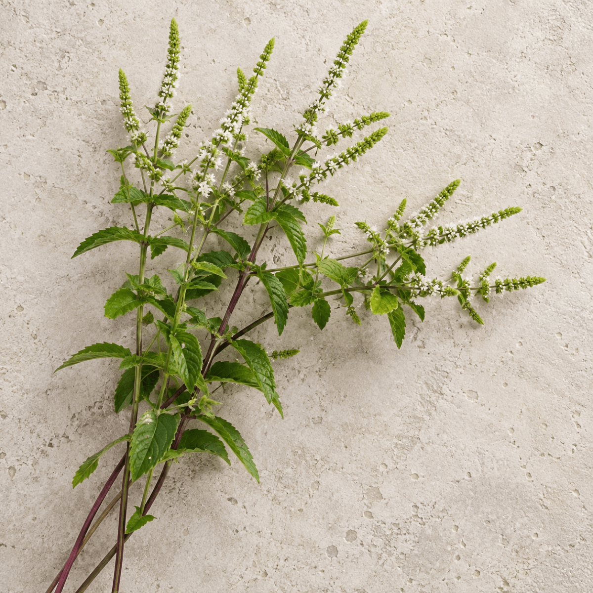 Marockansk mynta – Pluggplanta 1 st – Pluggplantor för snittblomsodling