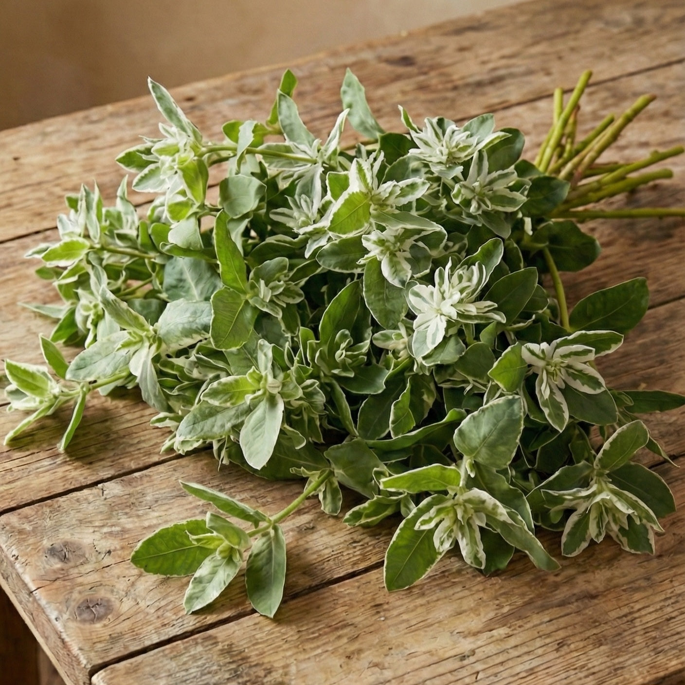 Broktörel 'Mountain Snow'