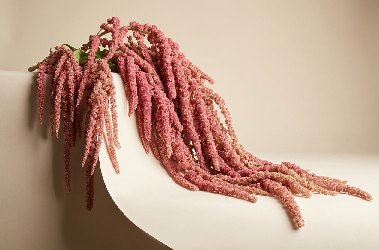 Amarant 'Coral Fountain'