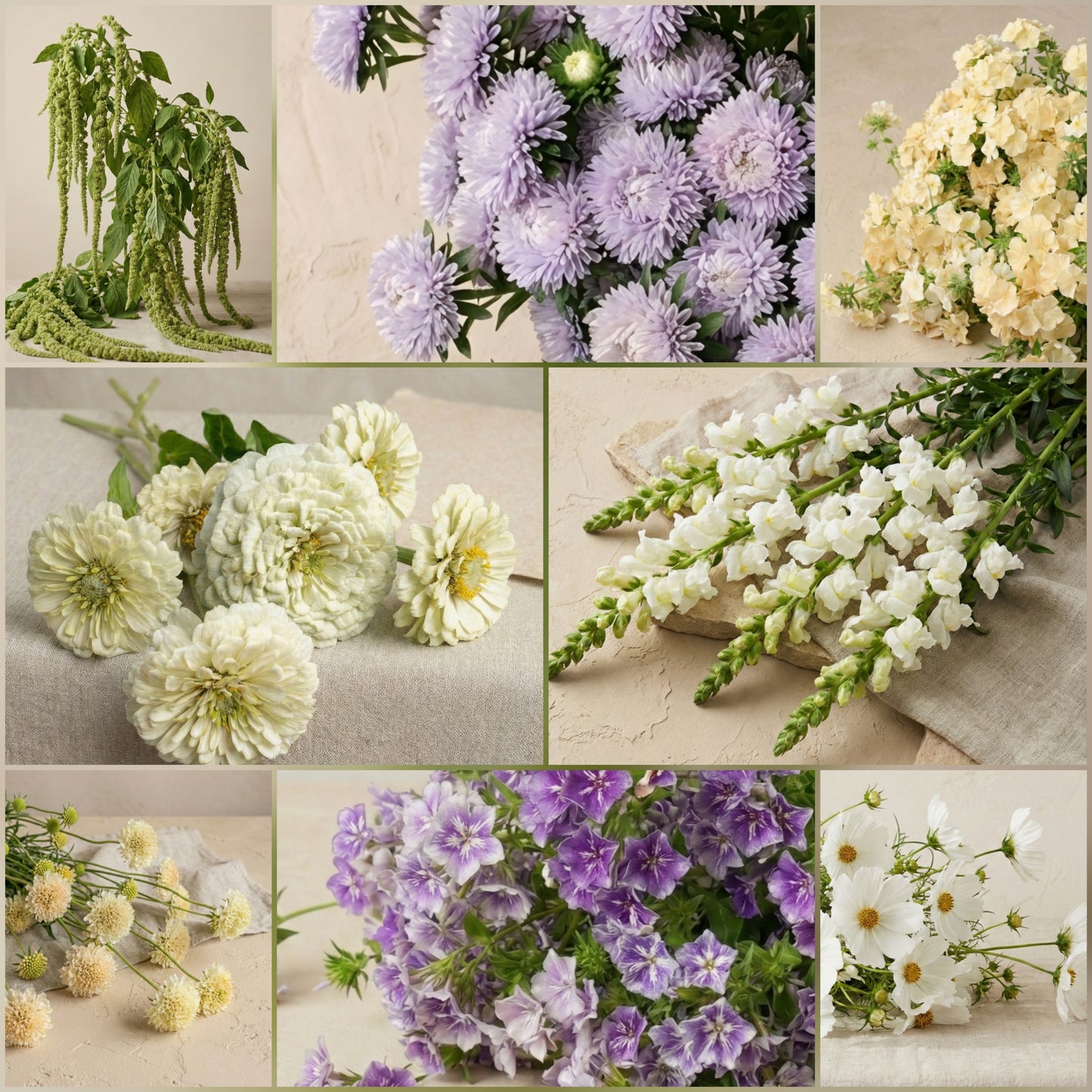 Fröpaket: Färdig bukett i kräm, vitt och lila (Grow-along-paketet)