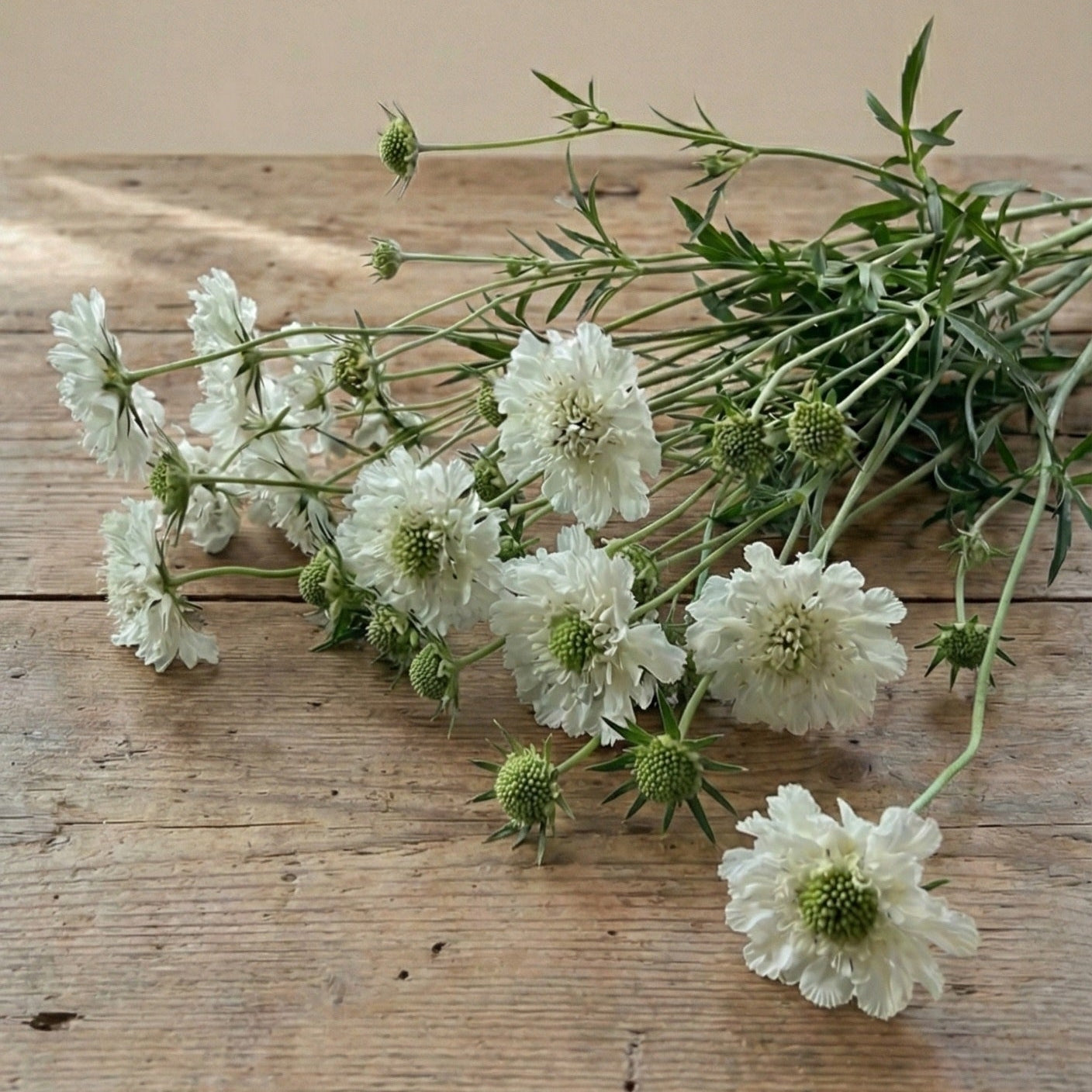 Höstvädd 'Perfecta Alba'