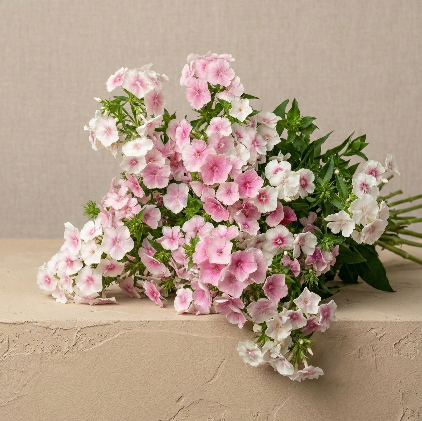 Sommarflox 'Blushing Bride'