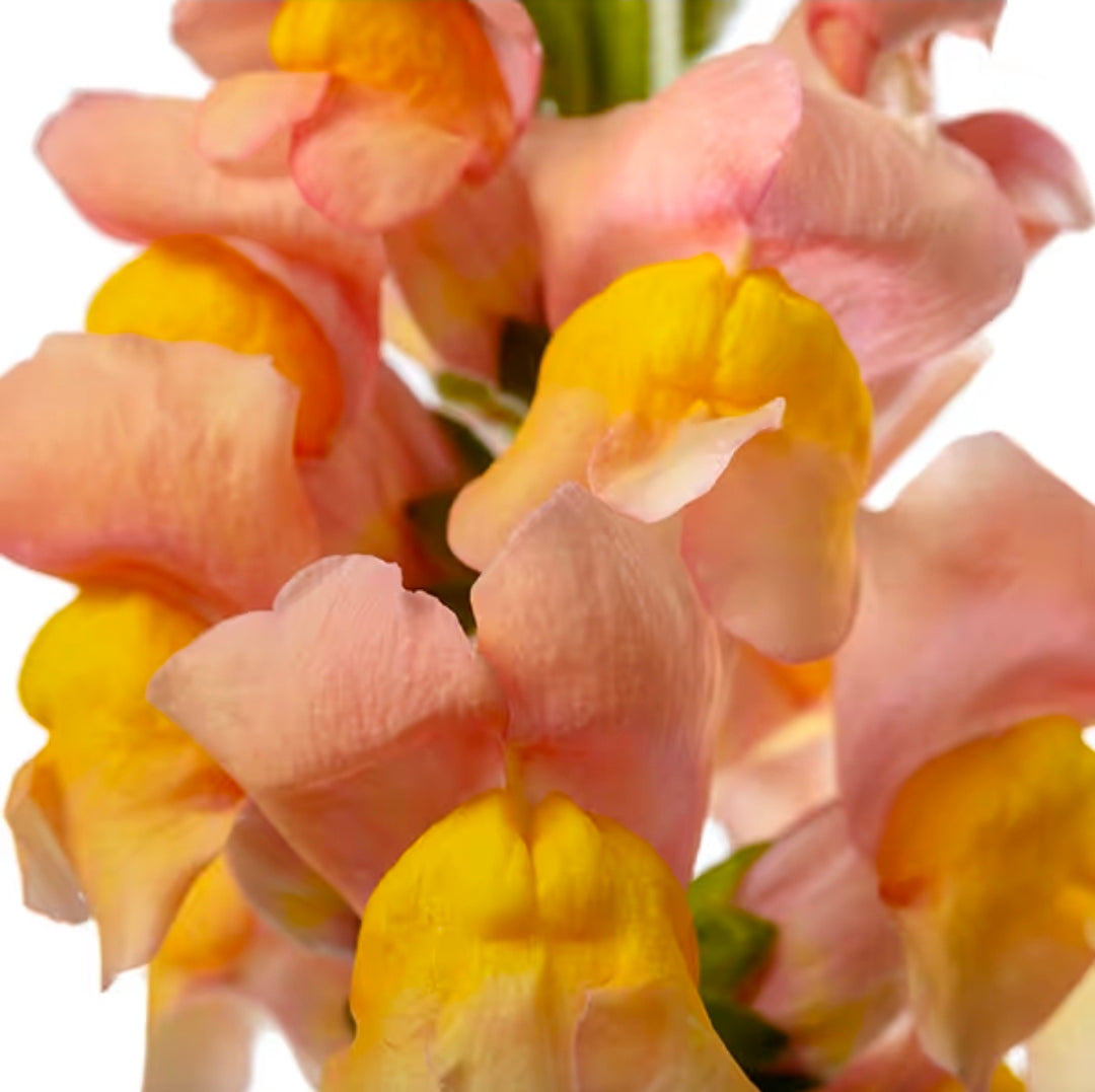Lejongap 'Avignon Apricot II F1' – Fröer för snittblomsodling