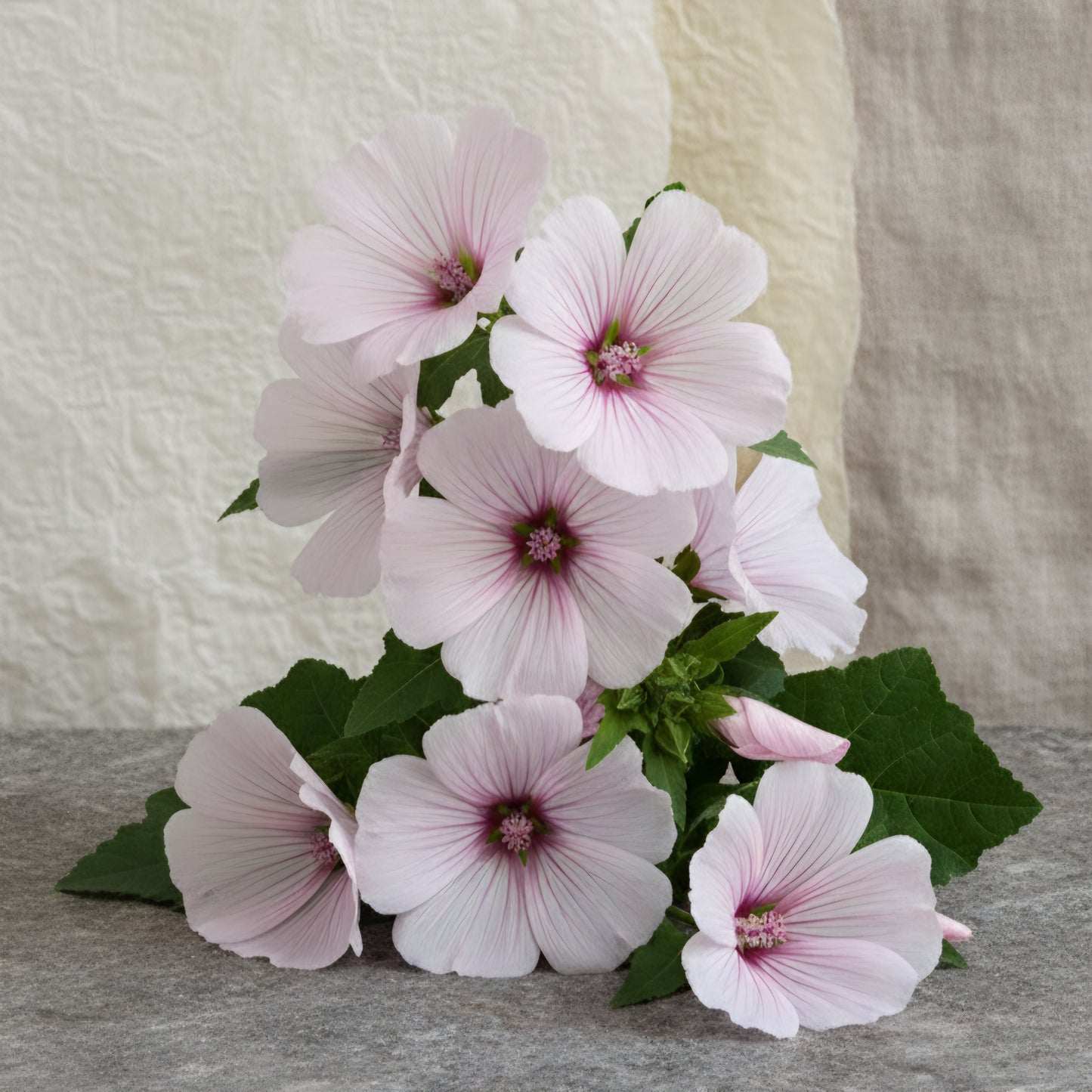 Sommarmalva 'Pink Regis'