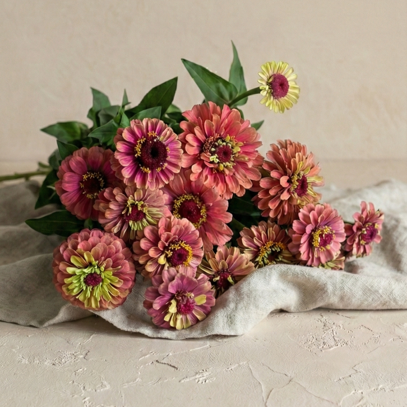 Zinnia 'Queen Red Lime'