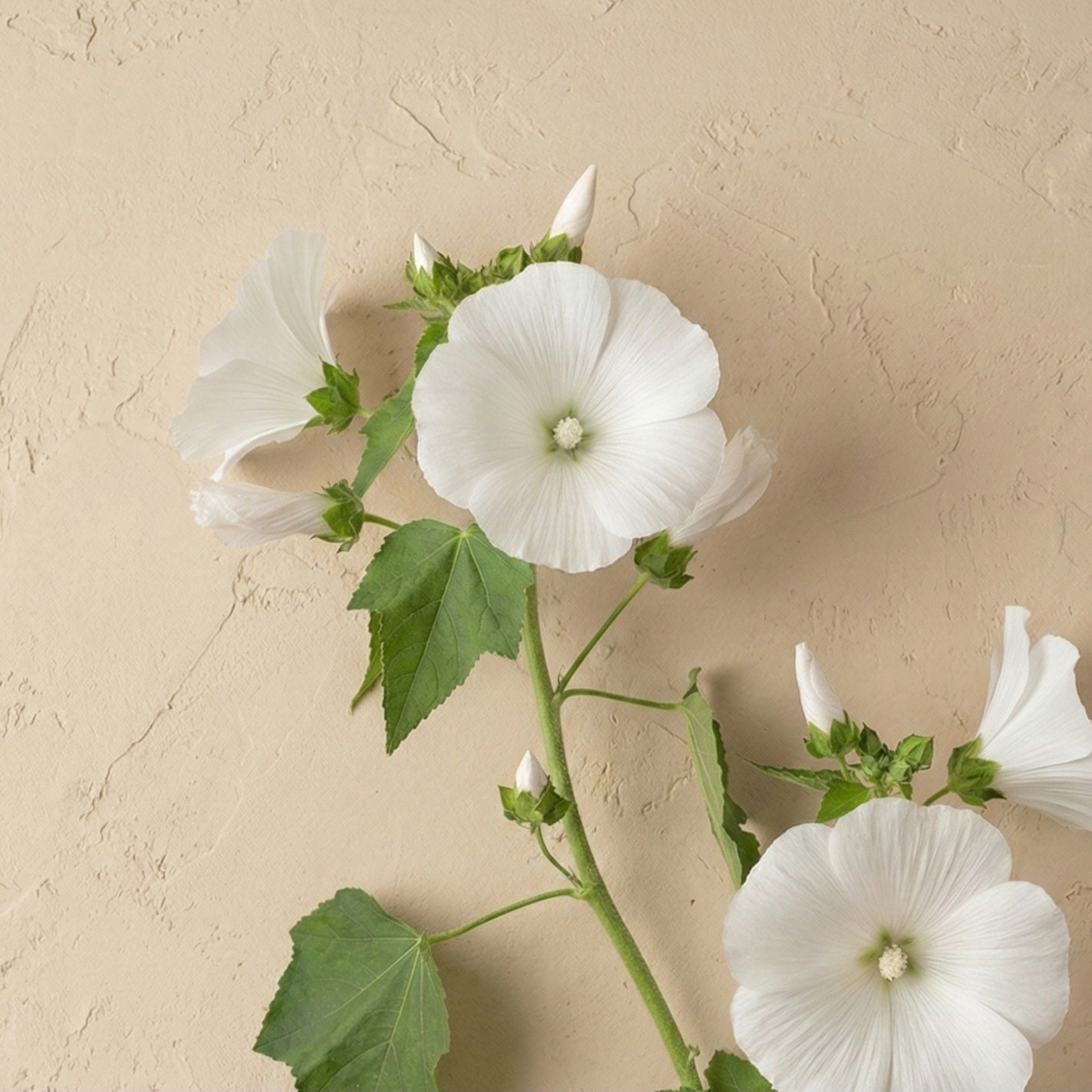 Sommarmalva 'Mont Blanc'