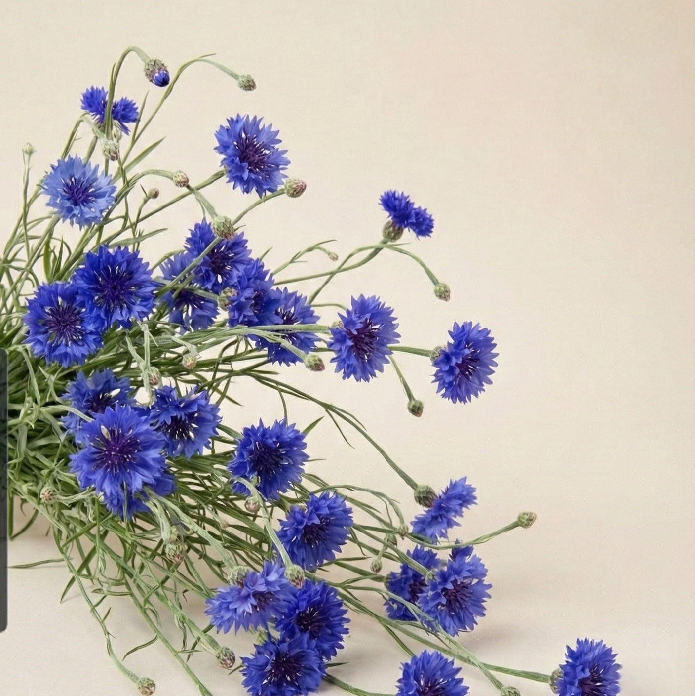 Blåklint 'Blue Ball'