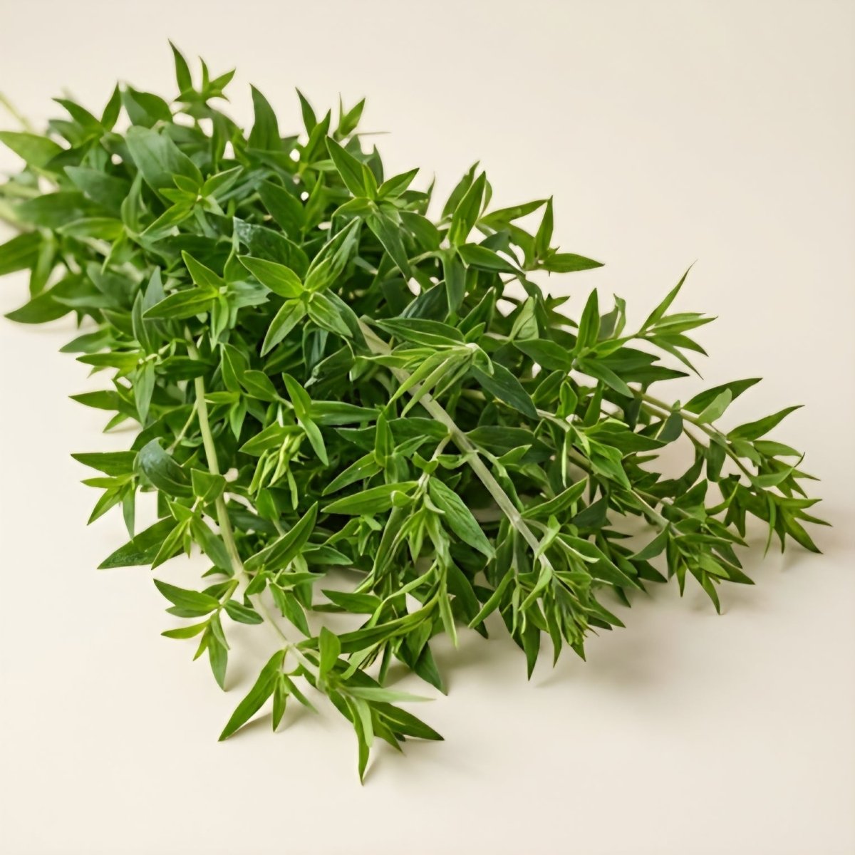Bergsmynta 'Mountain Mint' – Fröer för snittblomsodling