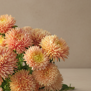 Aster 'Chrisantella Autumn Forest'