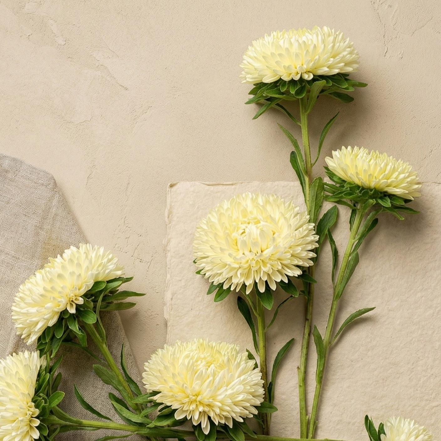 Aster 'Chrisantella Limoncello'