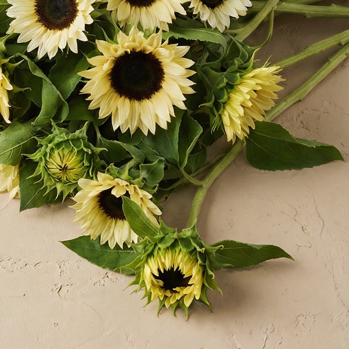 Solros 'Pro Cut White Nite' – Fröer för snittblomsodling