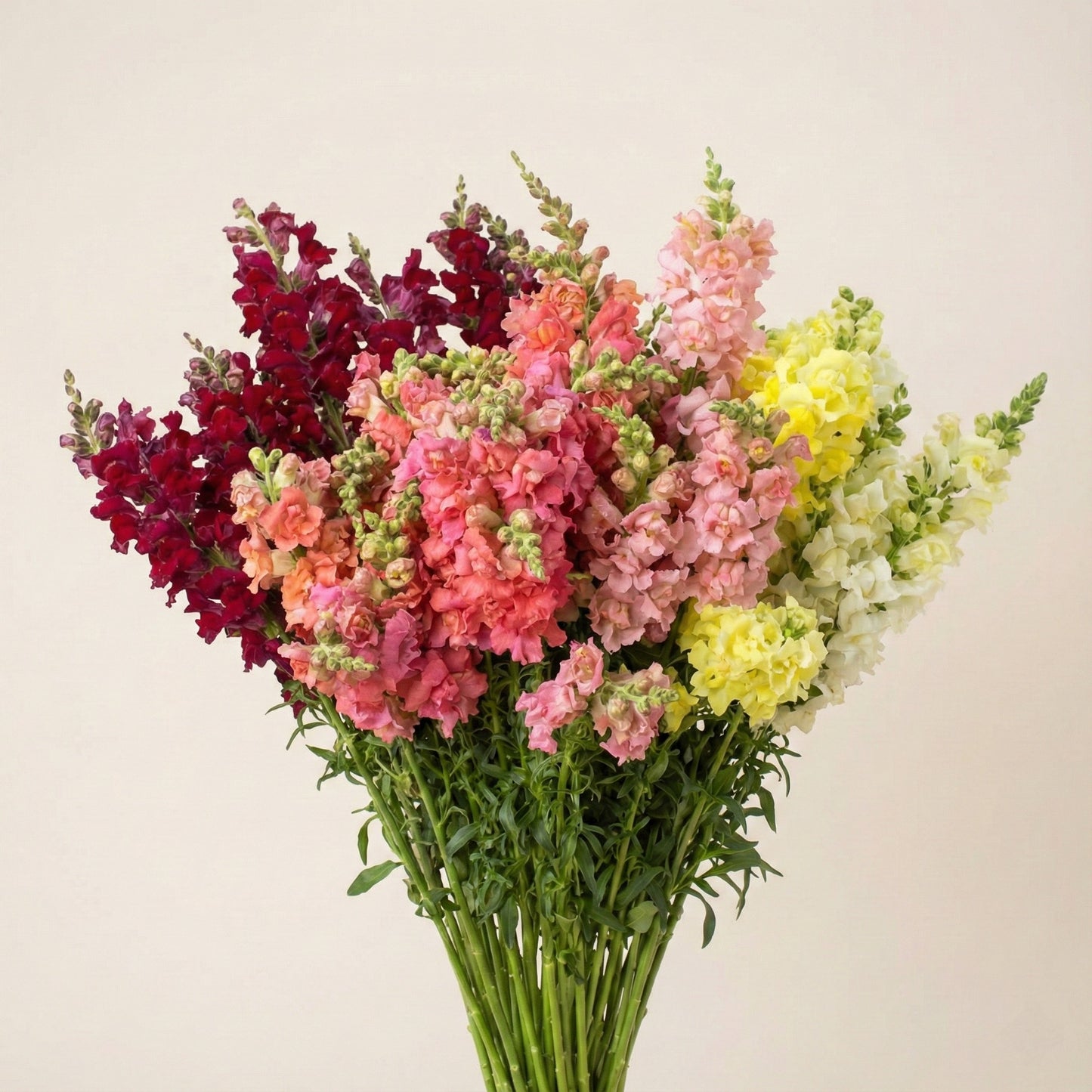 Lejongap 'Madame Butterfly Mix'