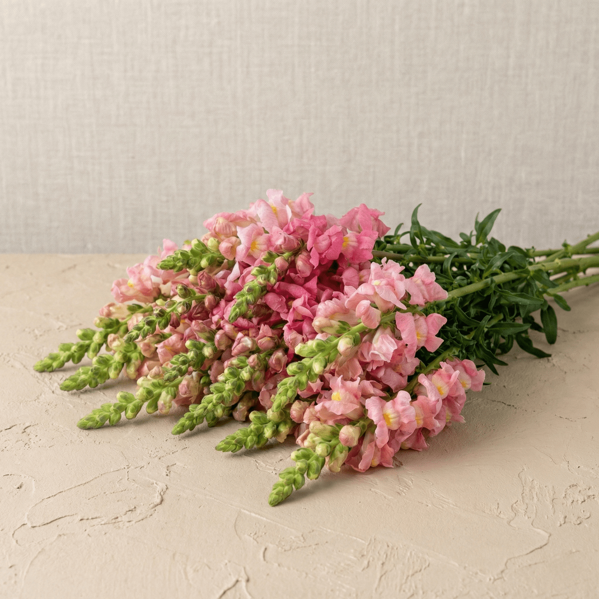 Lejongap 'Rocket Rose Shades' – Fröer för snittblomsodling