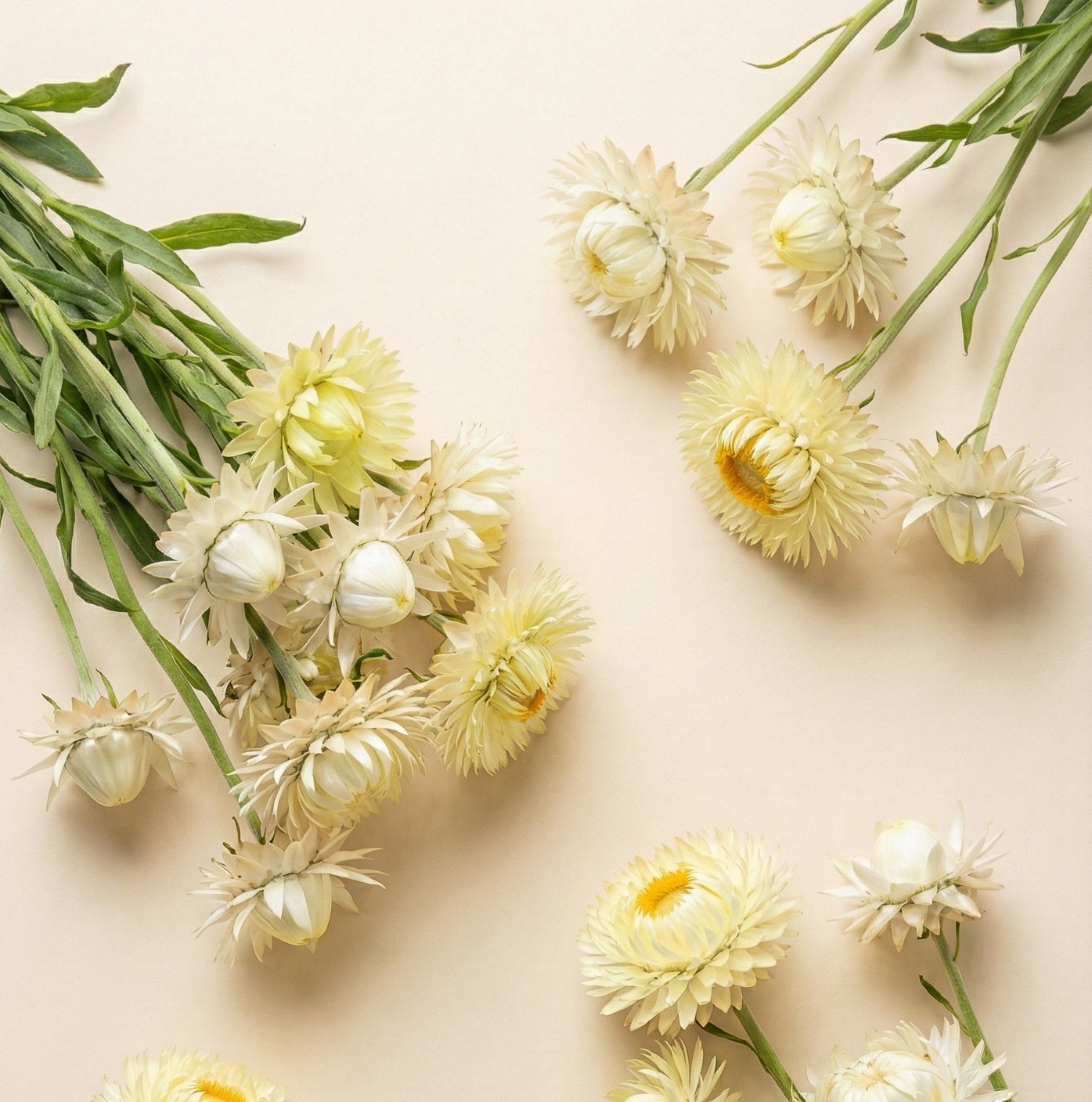 Jätteeternell 'Creamy White'