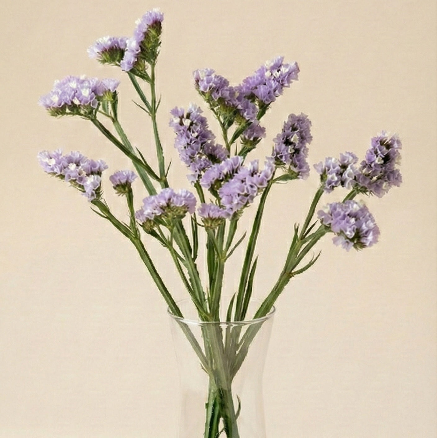 Risp 'QIS Lavender'