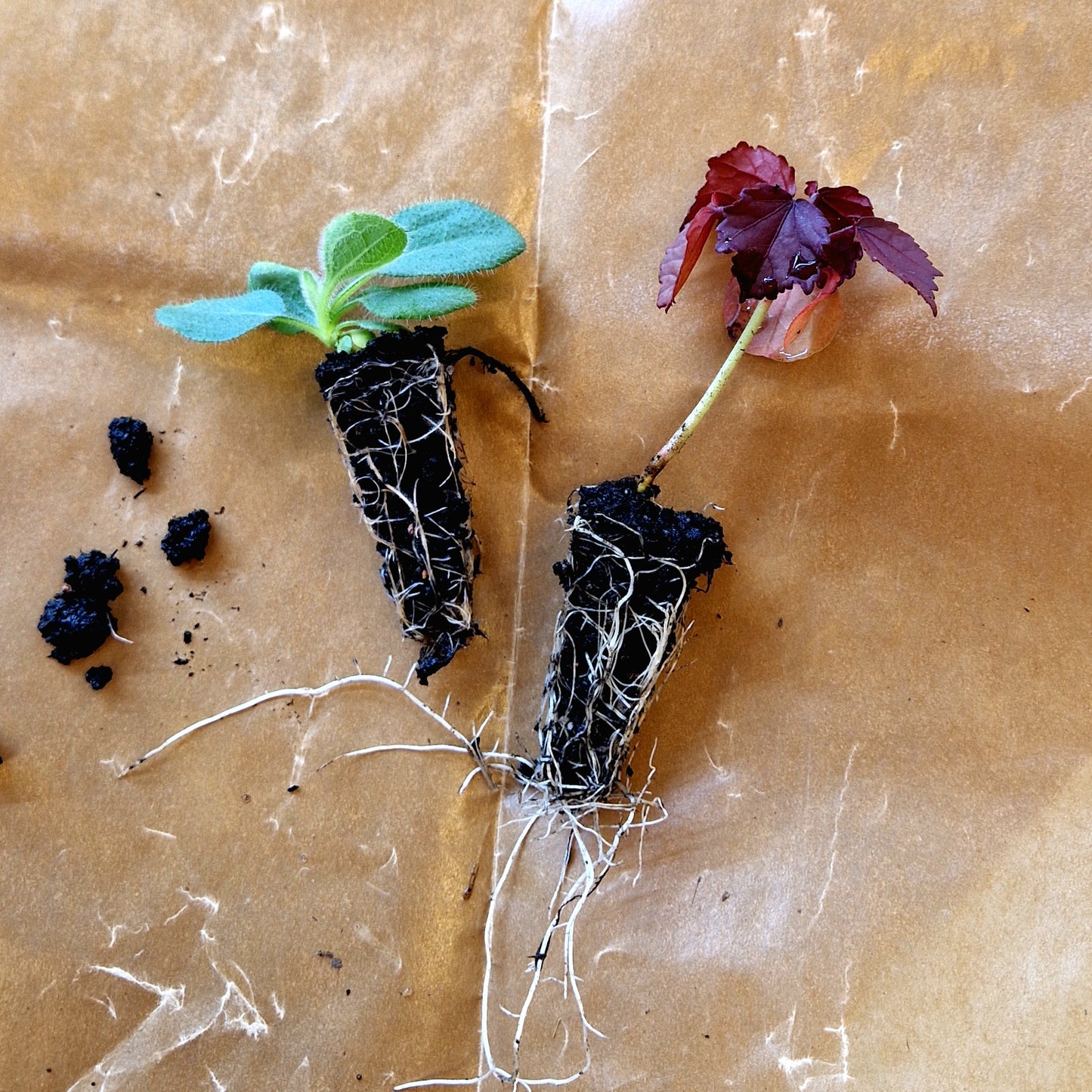 Pluggplantor – närbild på rotklump och plantor redo för utplantering | Snittblomsfolk