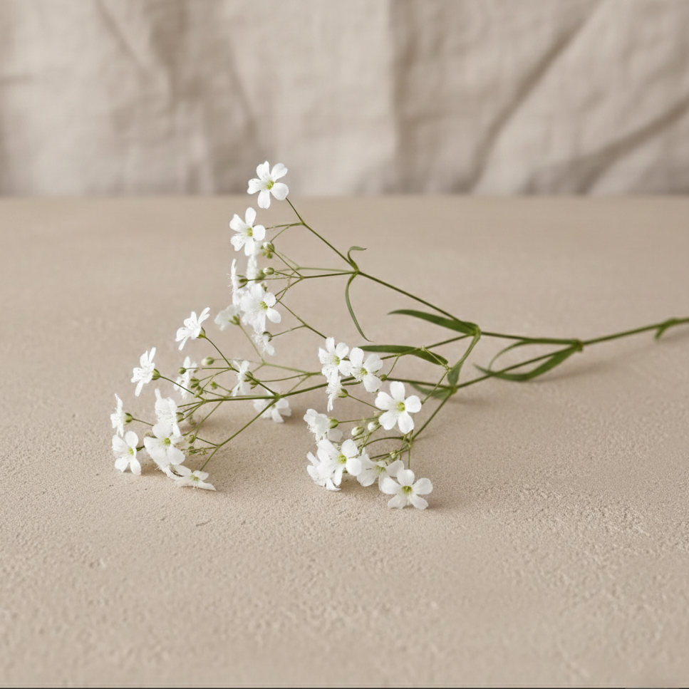 Sommarslöja 'Covent Garden' (Rijnsburg Glory)