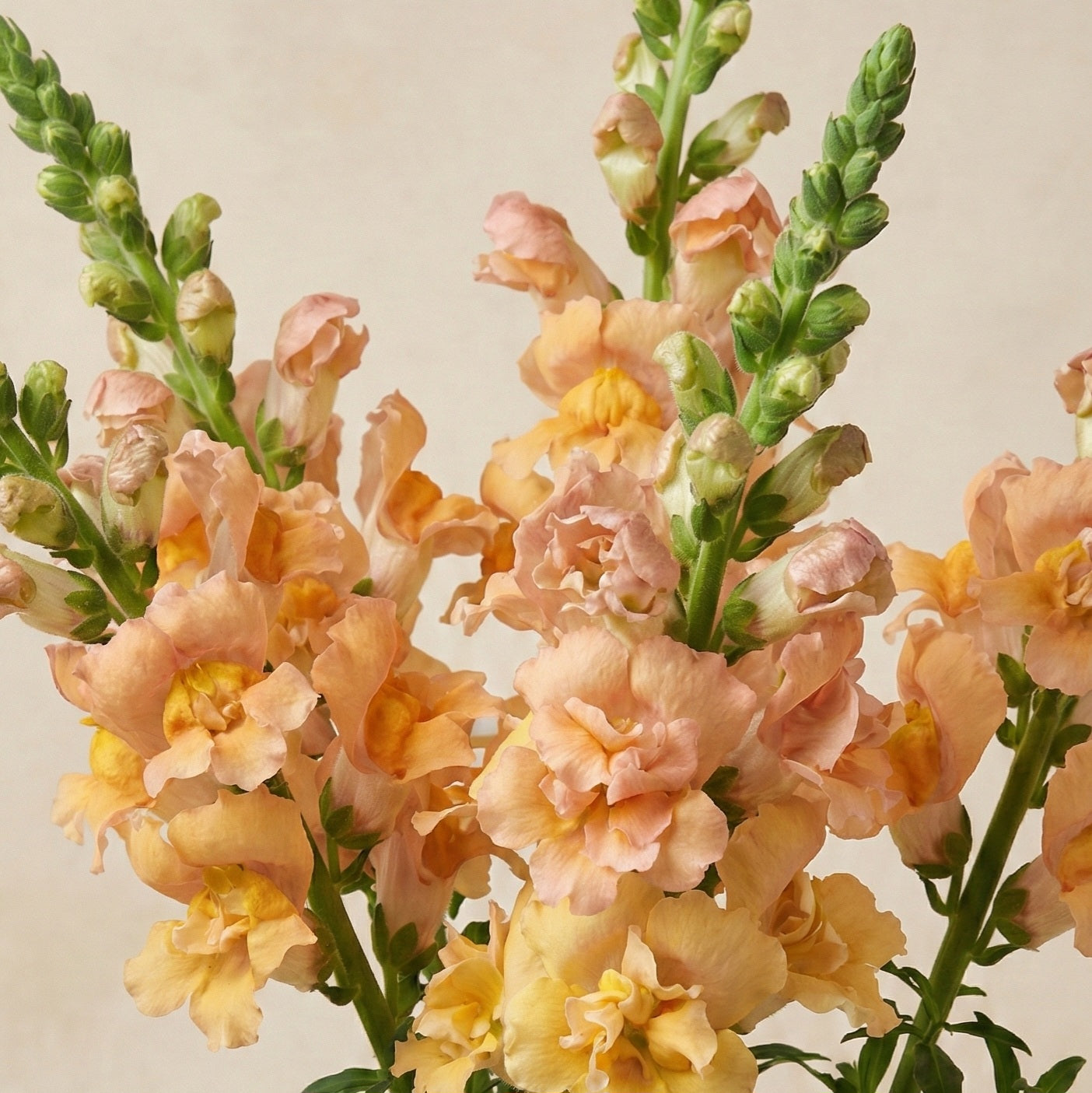 Lejongap 'Snapstar Champagne' F1