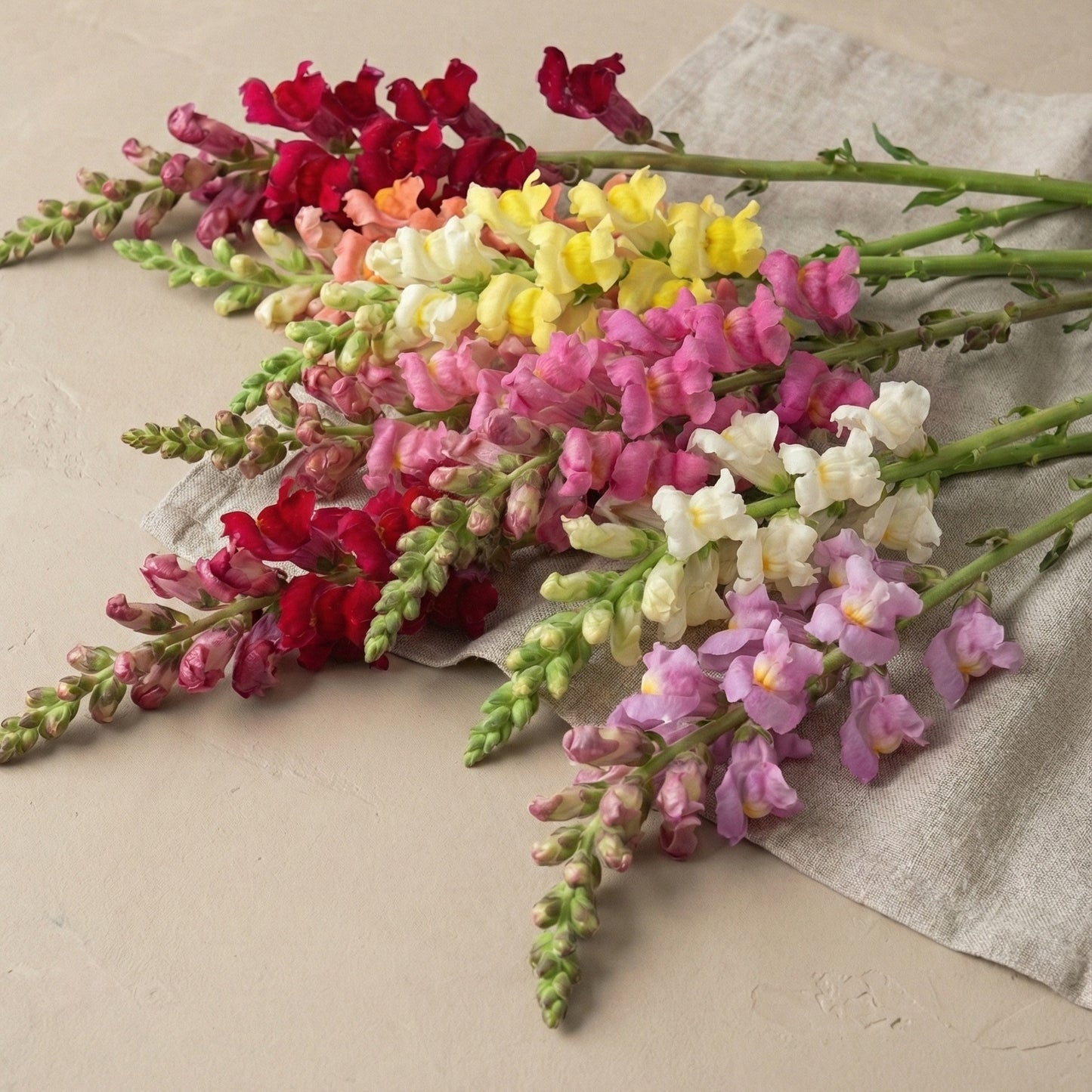 Lejongap 'Rocket Mix'