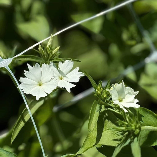 Stödnät för snittblommor – Tillbehör för snittblomsodling