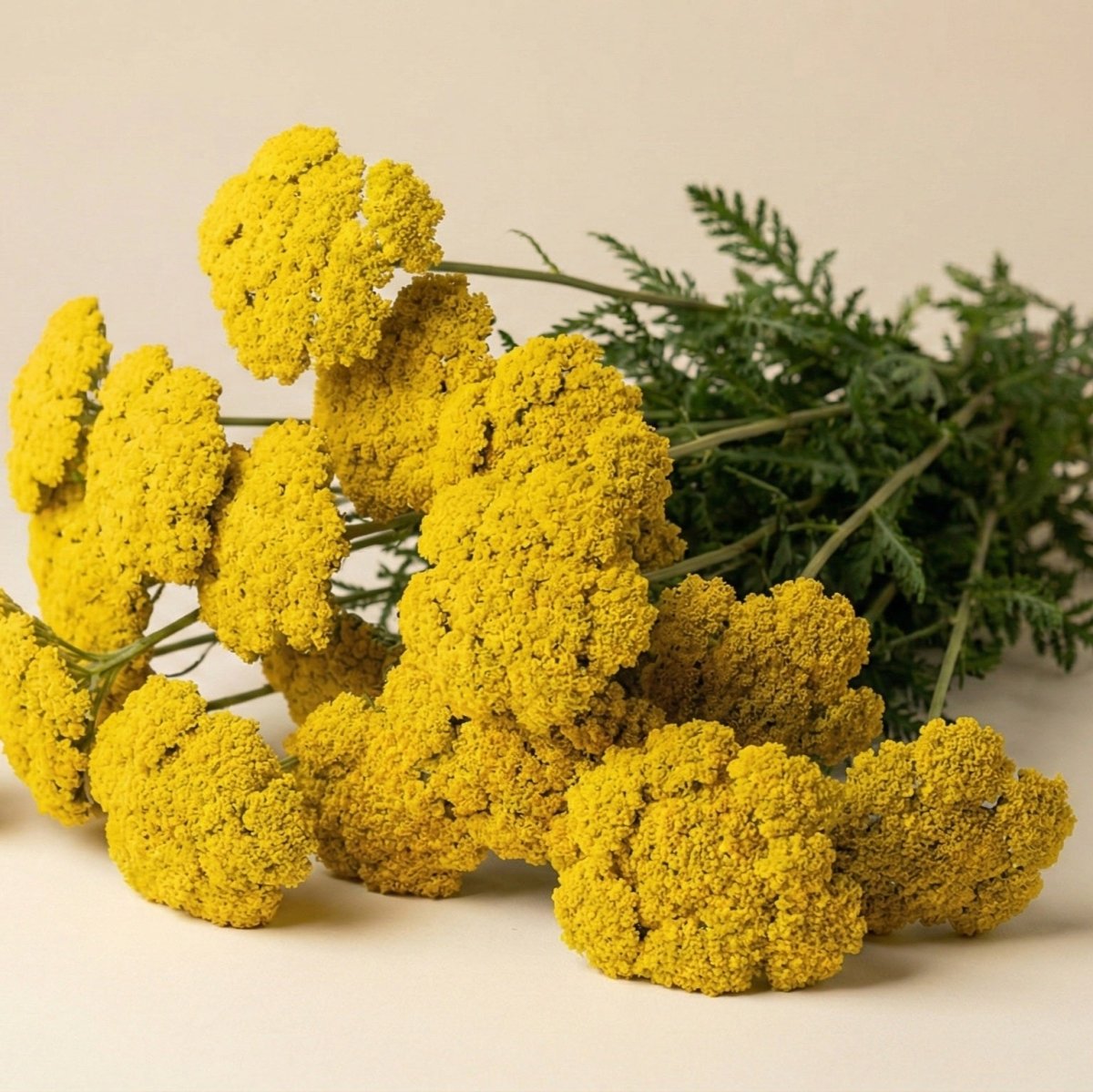 Röllika 'Cloth of Gold' – Fröer för snittblomsodling