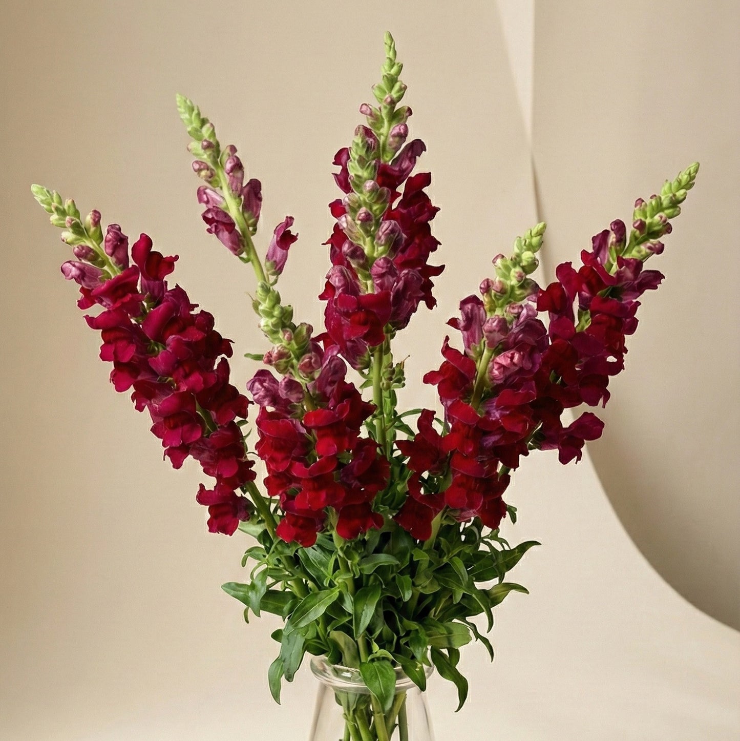 Lejongap 'Potomac Crimson'