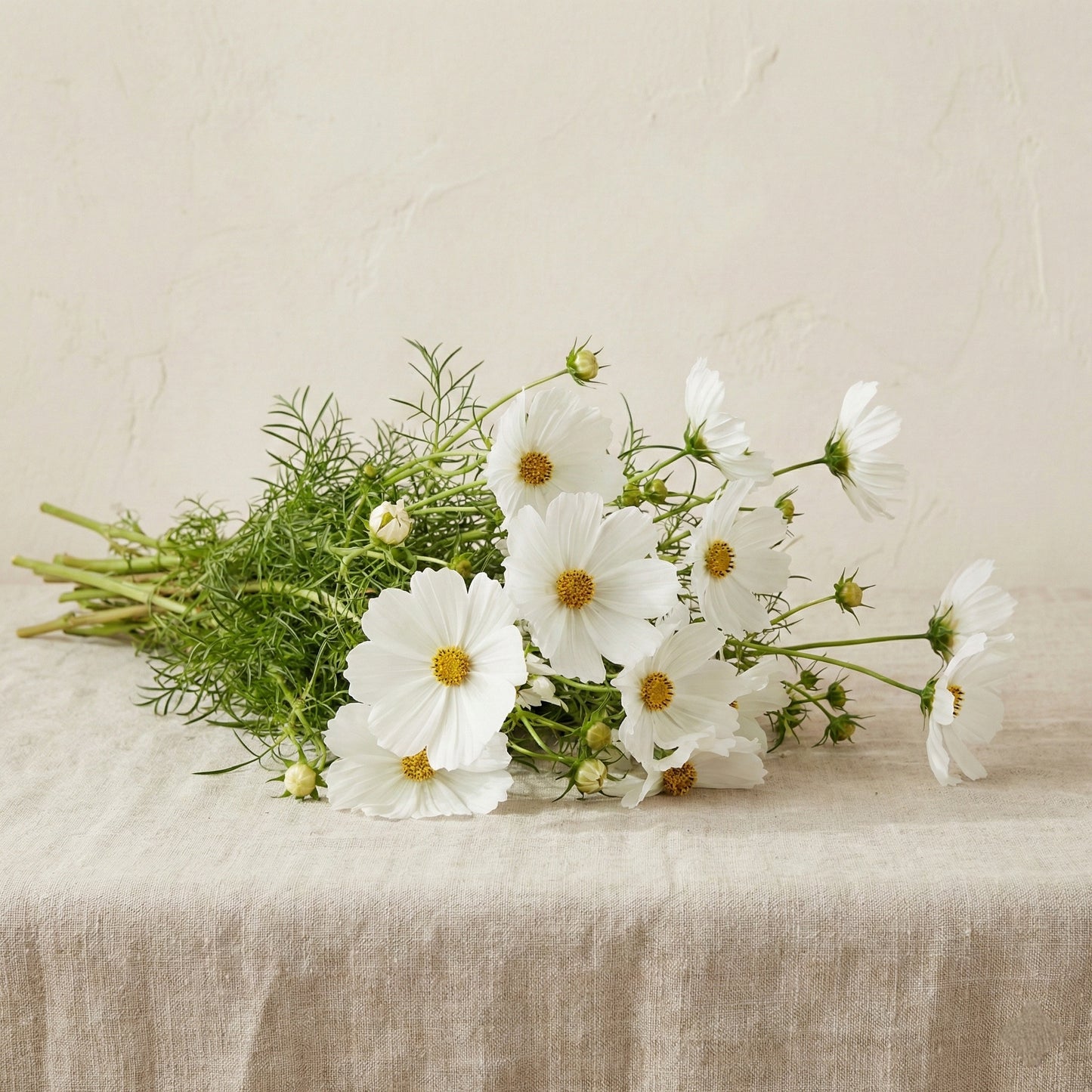 Rosenskära 'Versailles White'