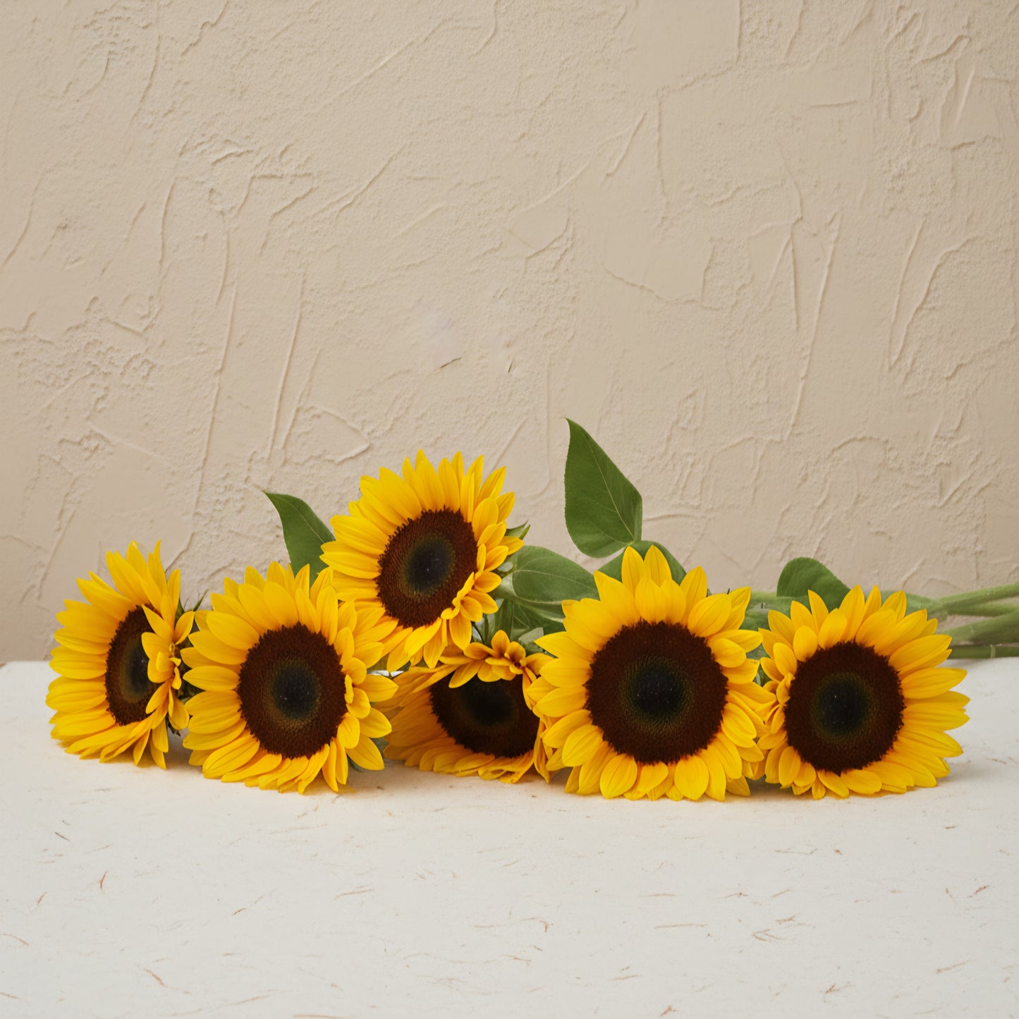 Solros 'Premier Up Orange'