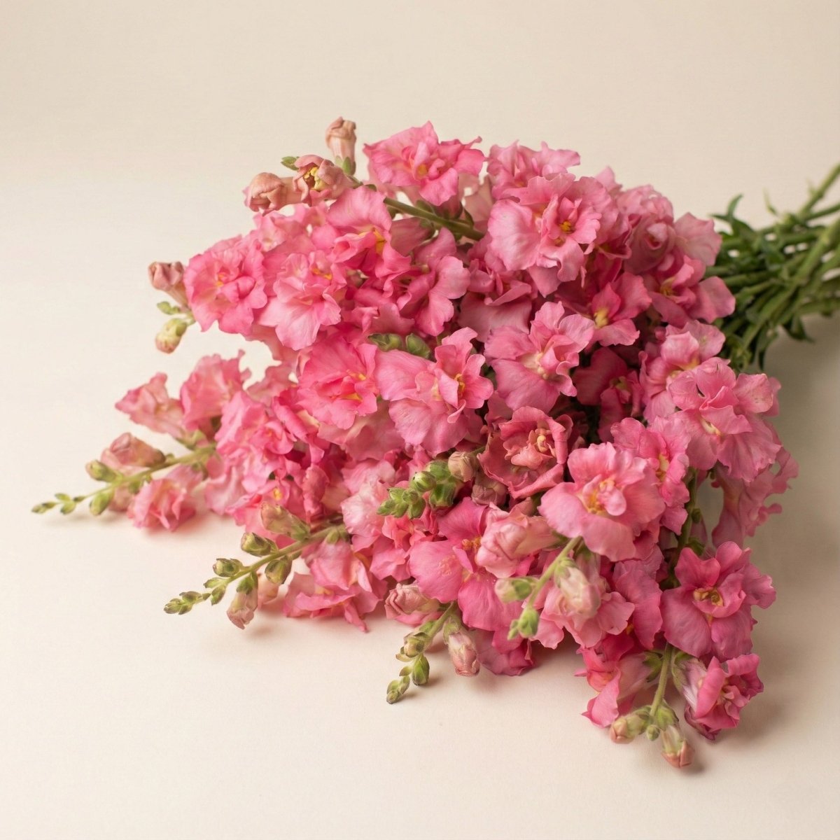 Lejongap 'Madame Butterfly Rose' – Fröer för snittblomsodling