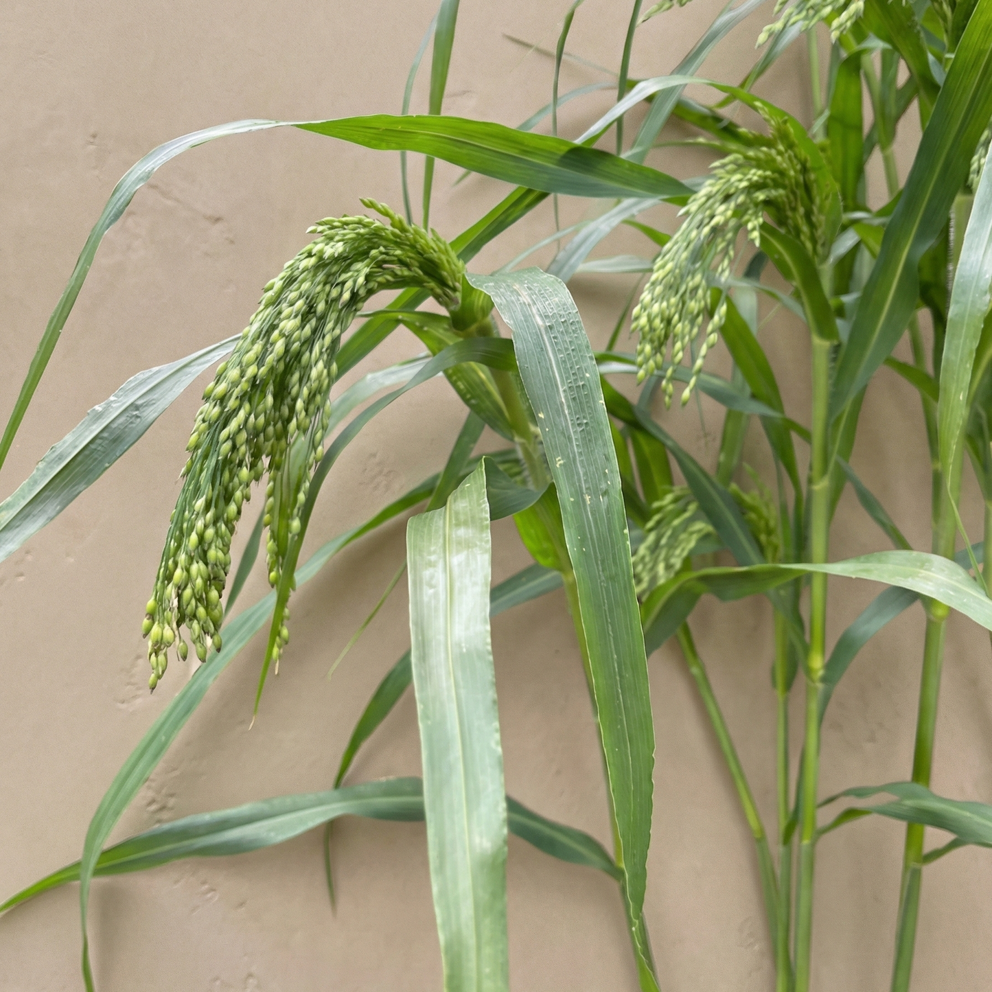 Hirs 'Violet Spikes'