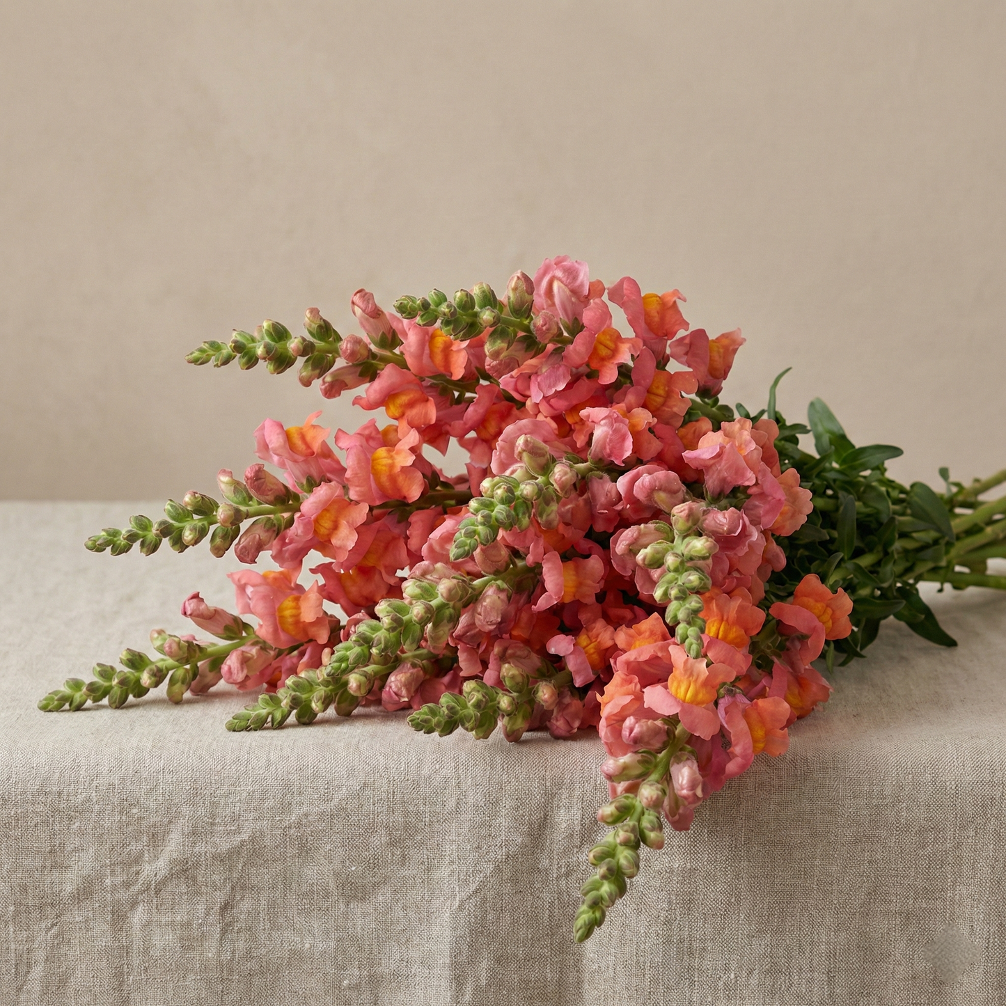 Lejongap 'Potomac Orange'