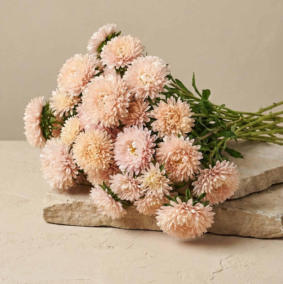 Aster 'King Size Apricot' – Fröer för snittblomsodling