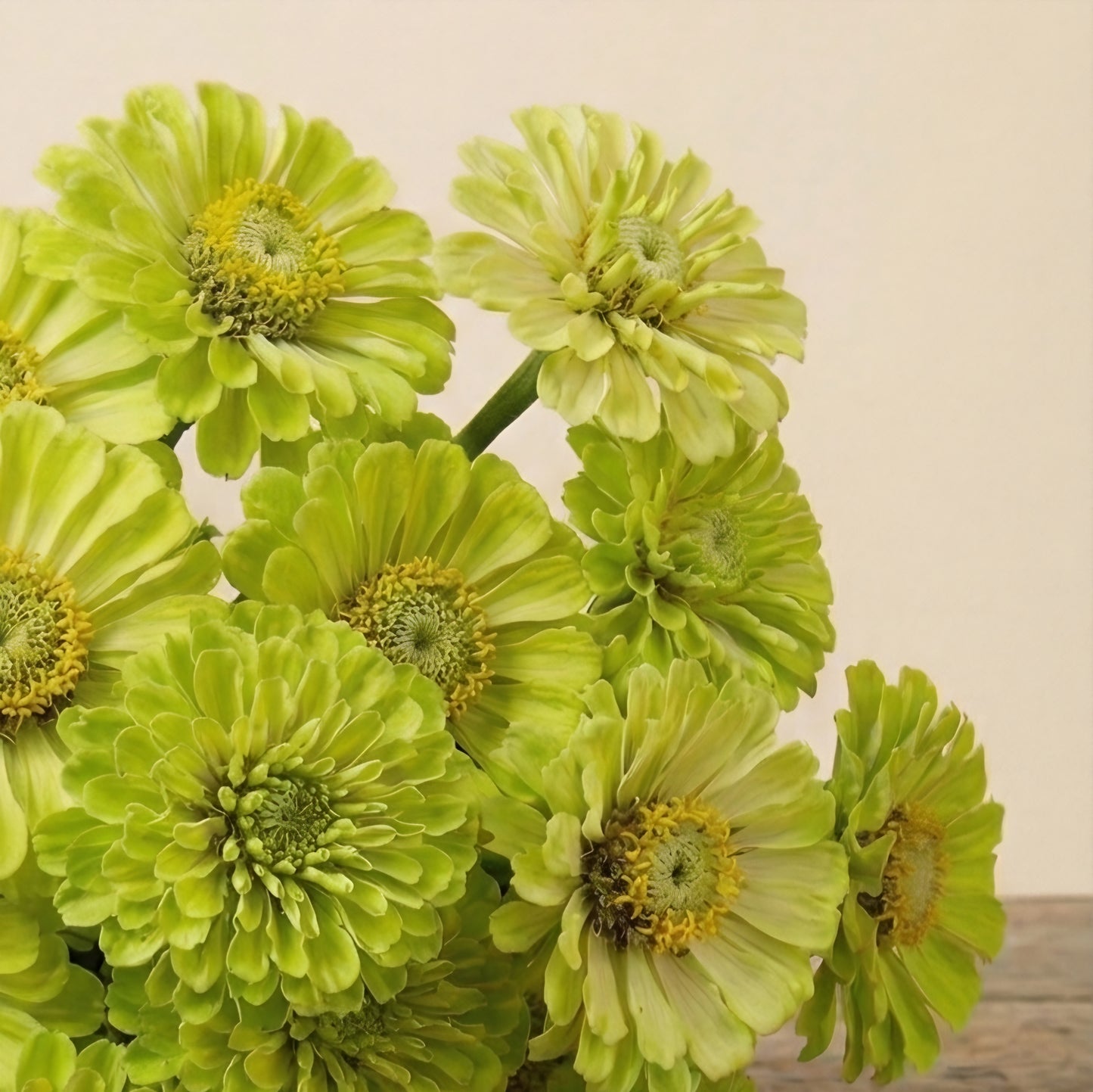 Zinnia 'Dahlia-flowered Envy'