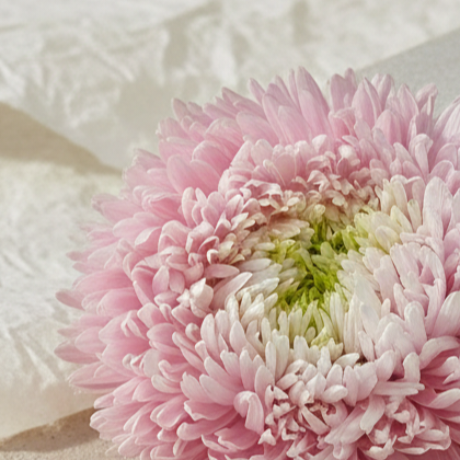 Aster 'Chrisantella Sakura'