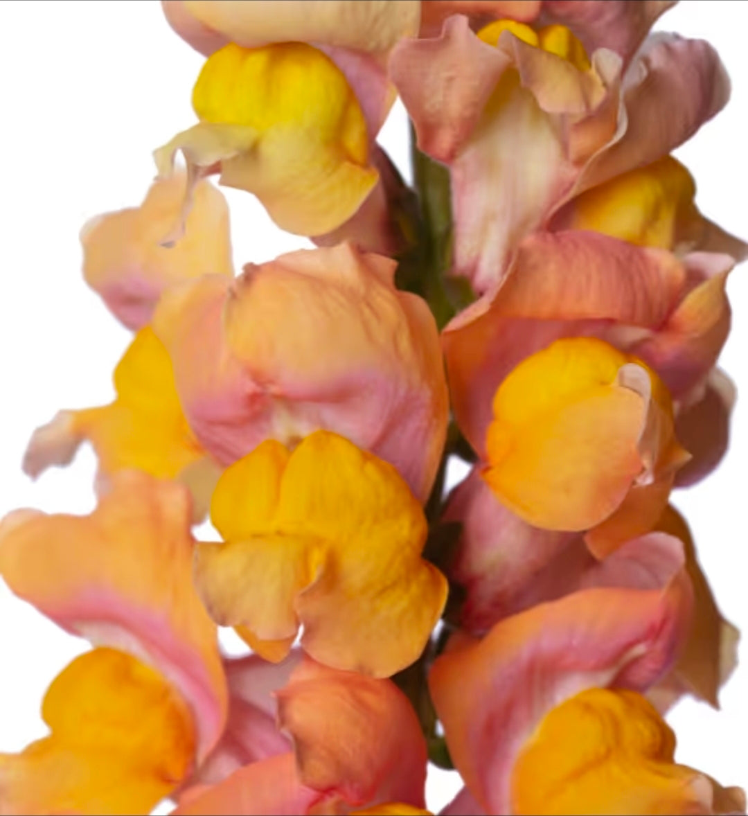 Lejongap 'Toulon Apricot IV-V F1'