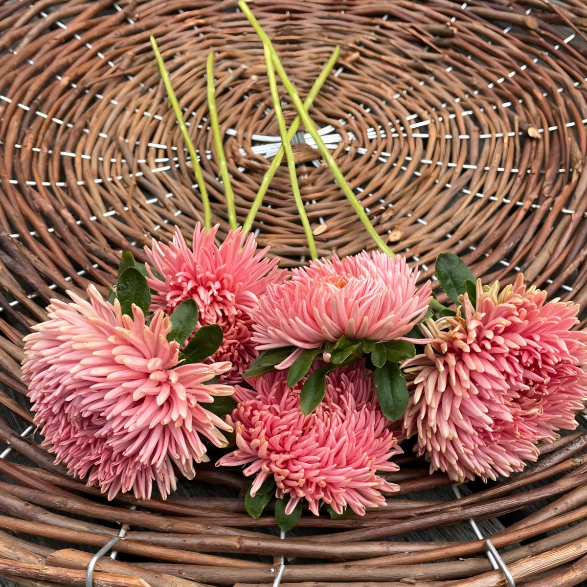 Aster 'Chrisantella Living Coral' – Fröer för snittblomsodling