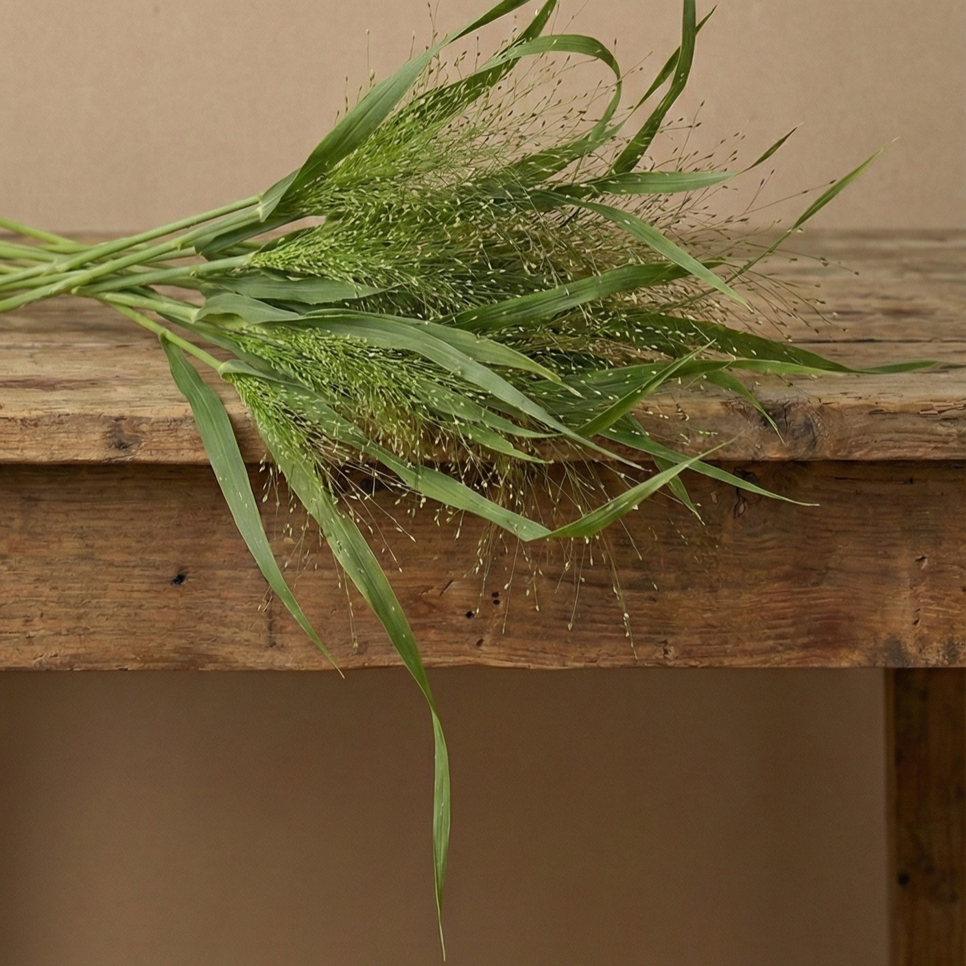 Fontängräs 'Sprinkles/Fountain' Grönt