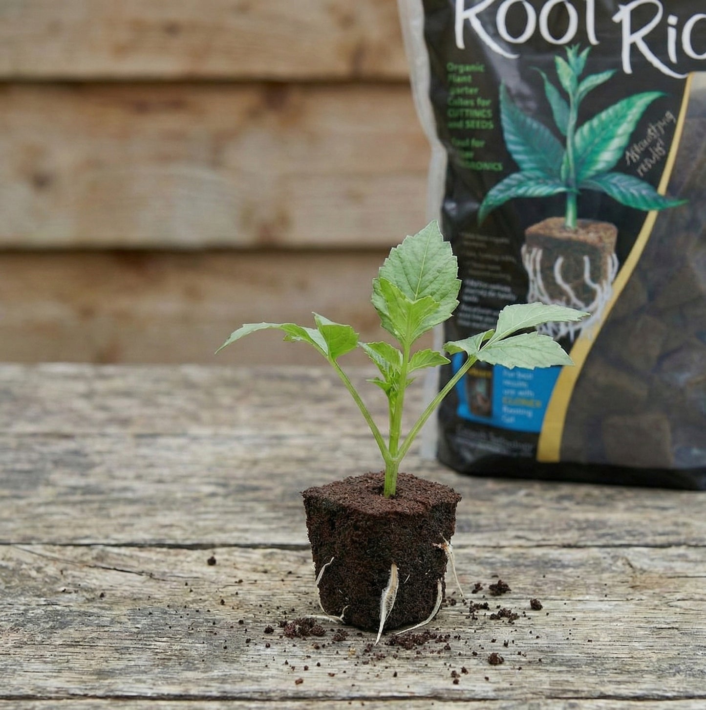 Root Riot Rotningskuber 100 st