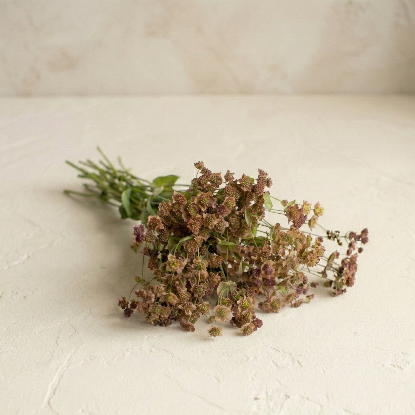 Harört 'Bronze Beauty'