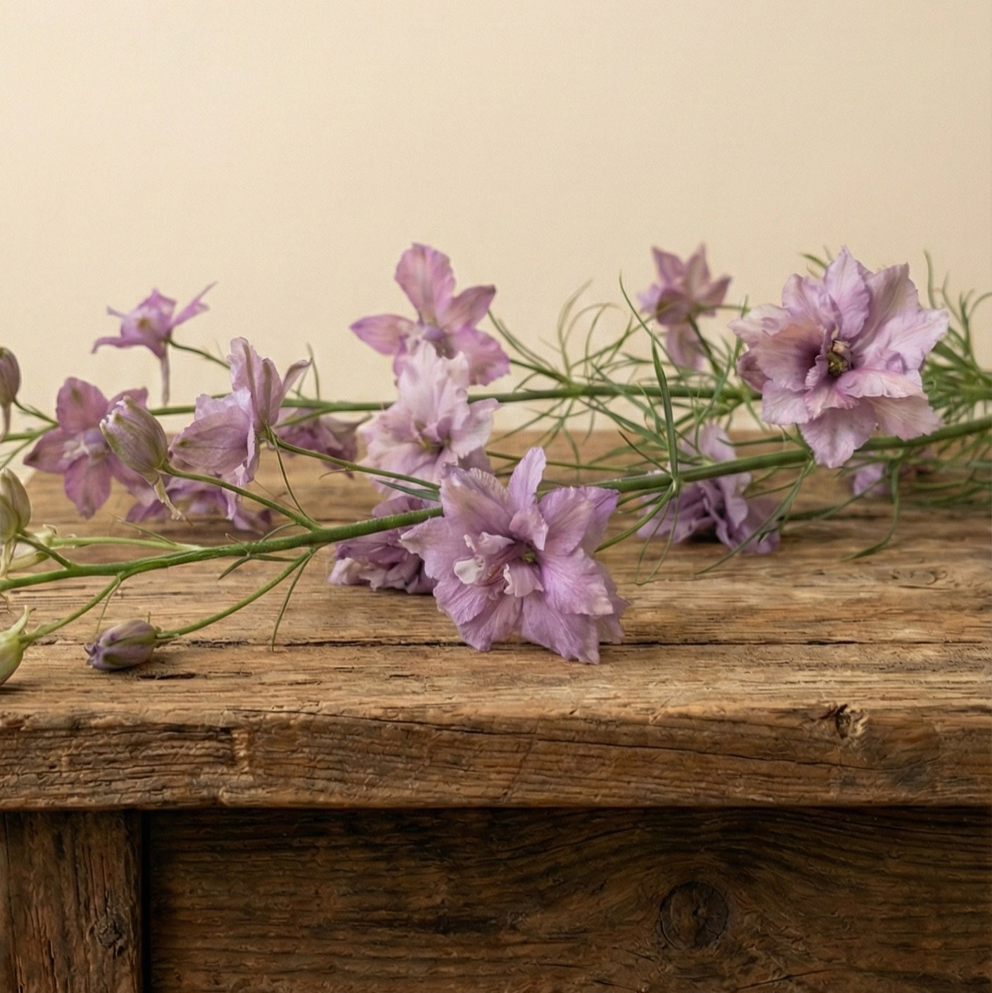 Riddarsporre 'Misty Lavender'