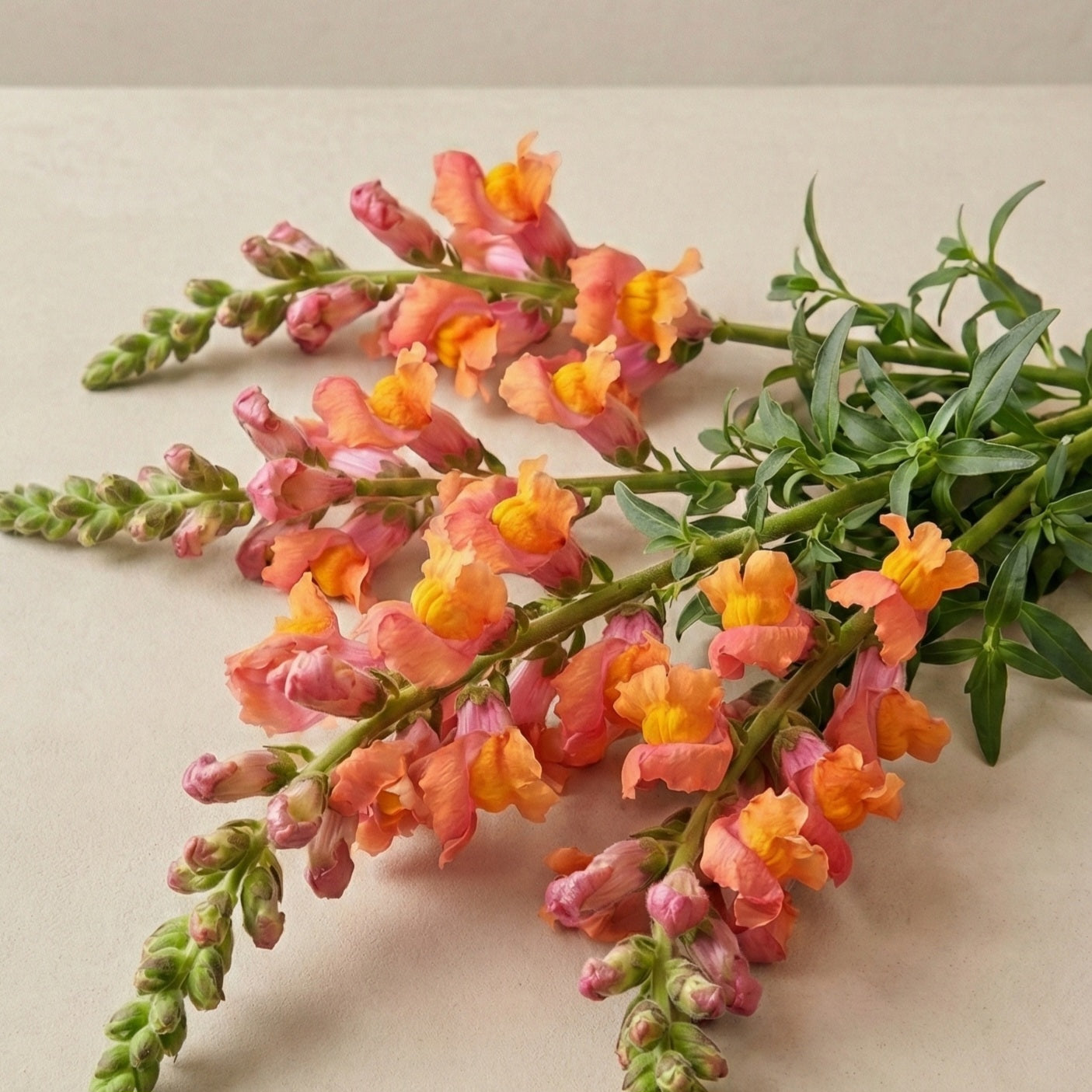 Lejongap 'Rocket Bronze'