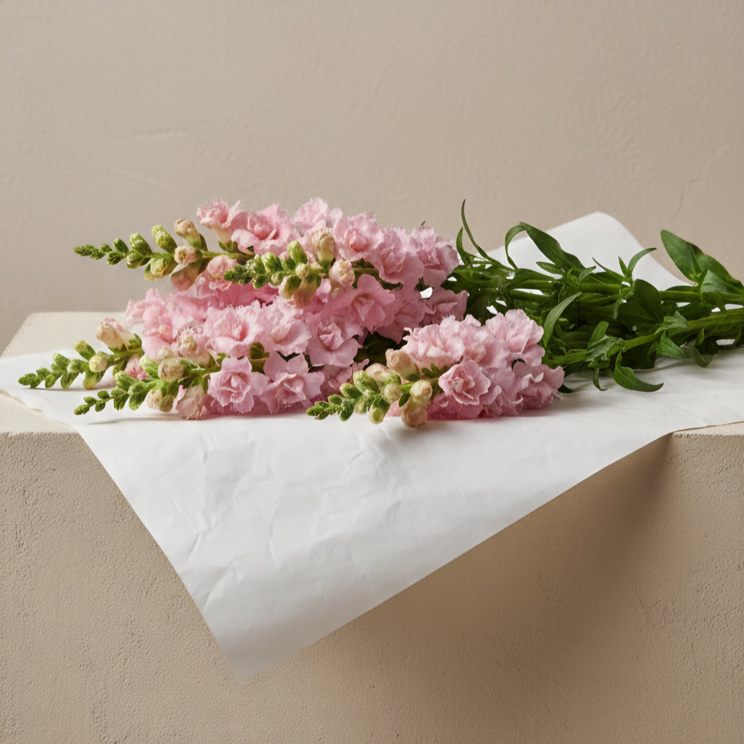 Lejongap 'Snapstar Pink' F1