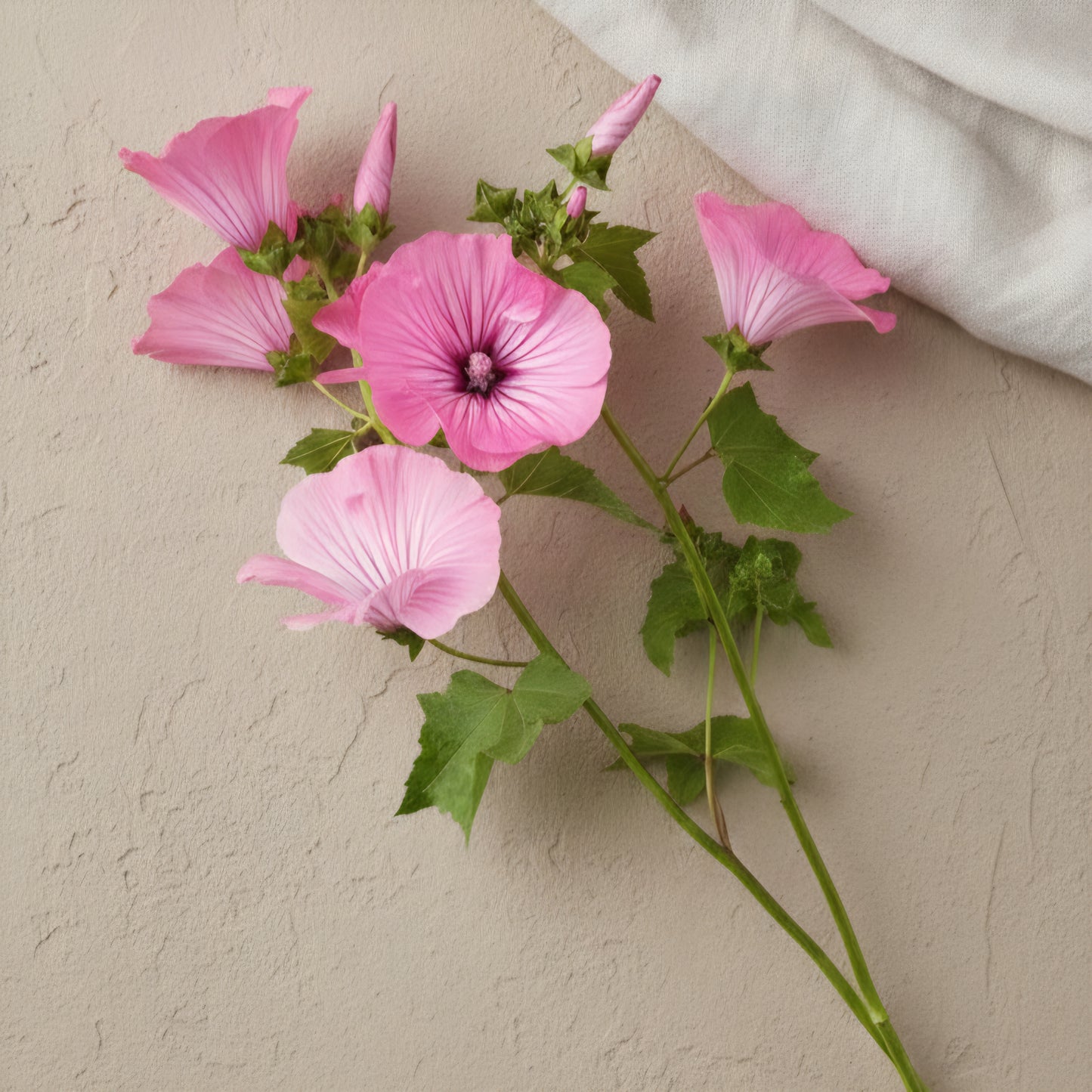 Sommarmalva 'Silver Cup'