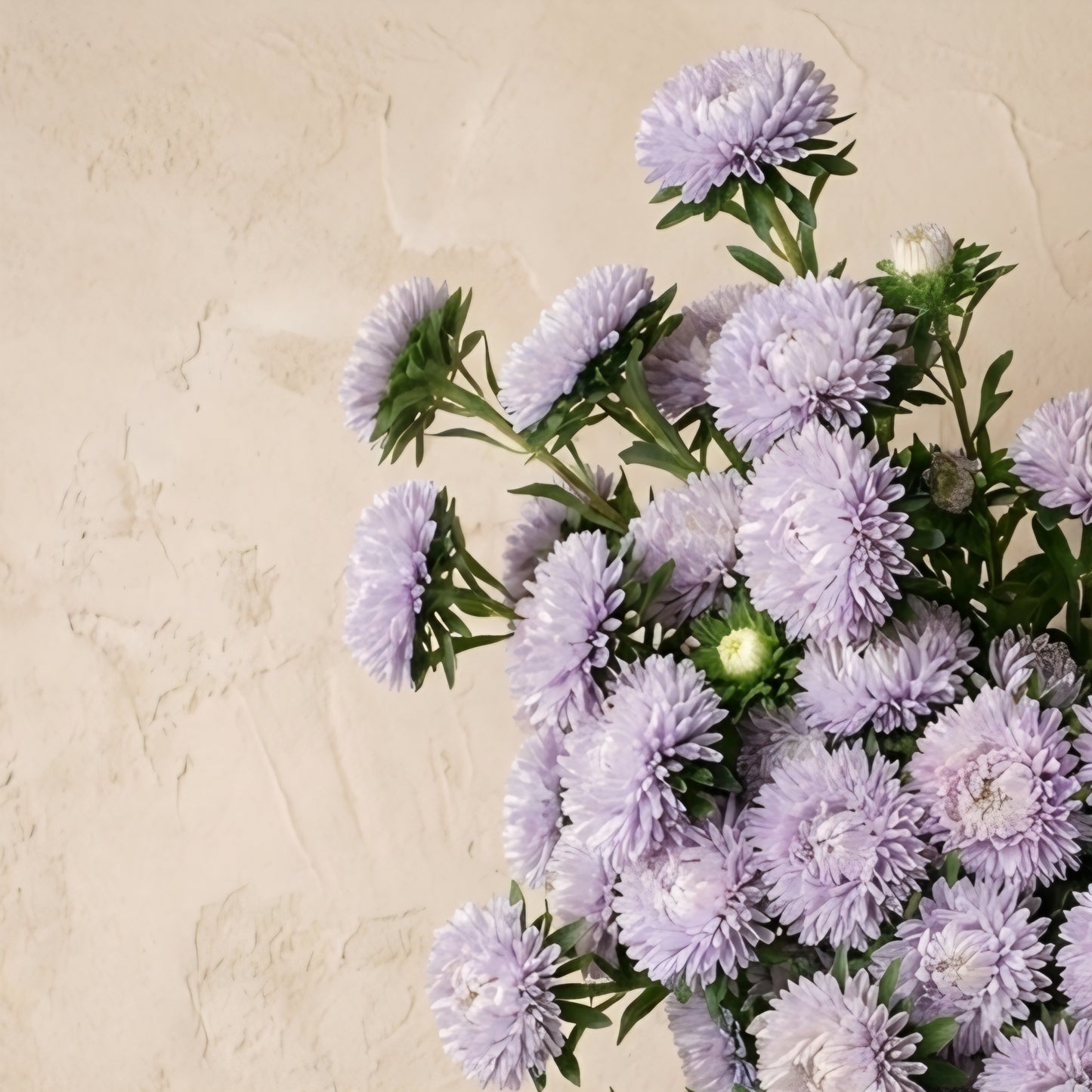 Aster 'Lady Coral Lavender'