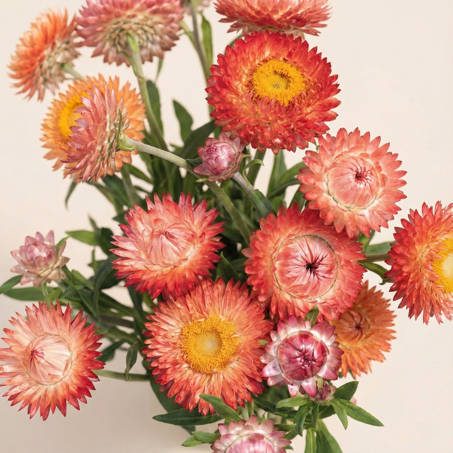 Jätteeternell 'Salmon'